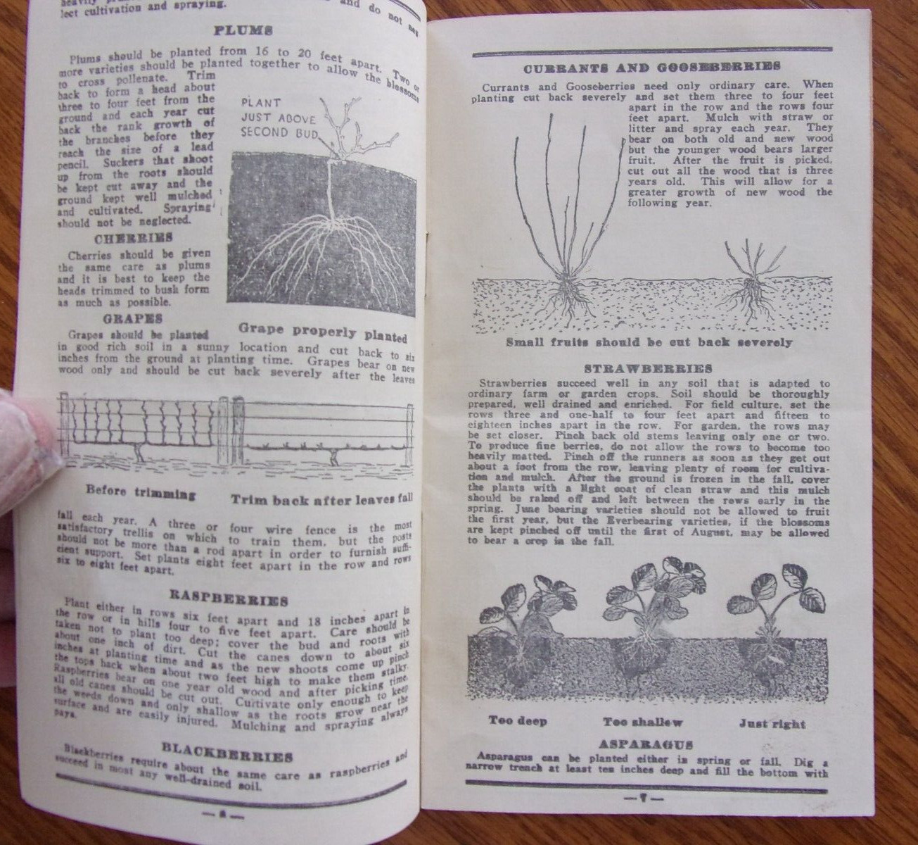 VINTAGE OWATONNA MINNESOTA CASHMAN NURSERIES PLANTING & CARE BROCHURE 1940’S?
