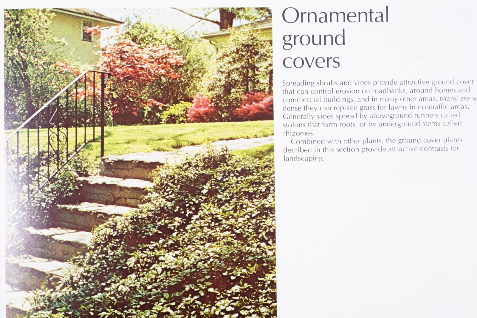 1977 USDA Conservation Plants for the Northeast Agricultural Brochure No. 1154