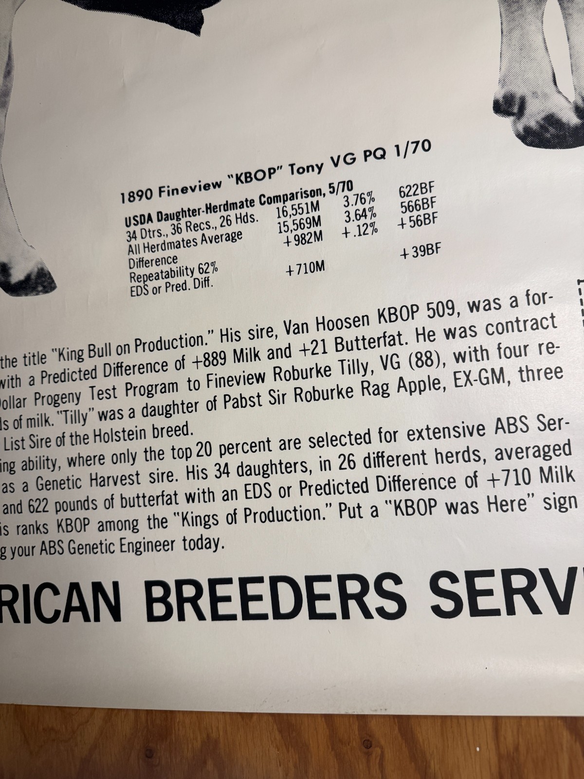 VTG 1970 King Bull on Production “KBOP” ABS American Breeders Service Ad Poster