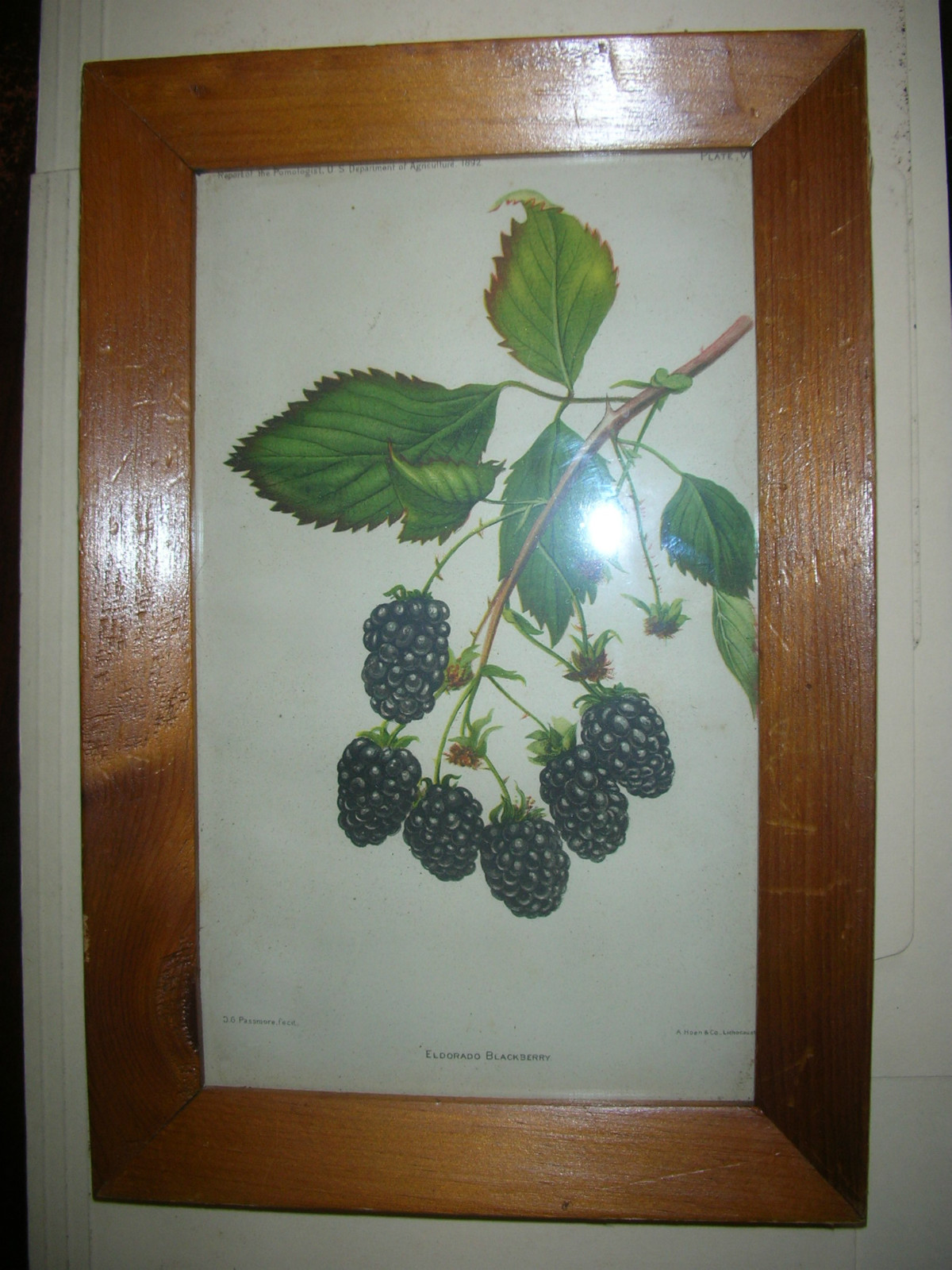 Vintage Report of the Pomologist US Dept.of Agriculture 1892 Print-Eldorado G80