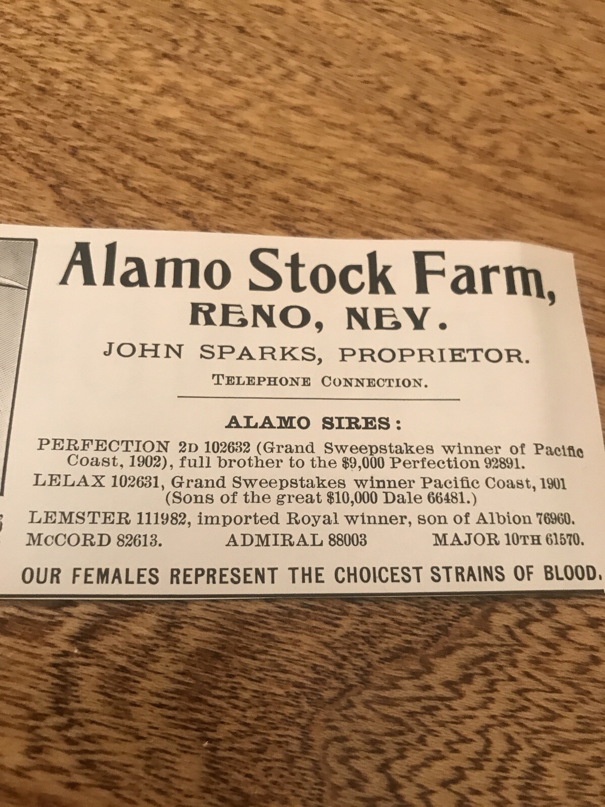 1903 Alamo Stock Farm Cattle Cow Advertising – Reno – Nevada