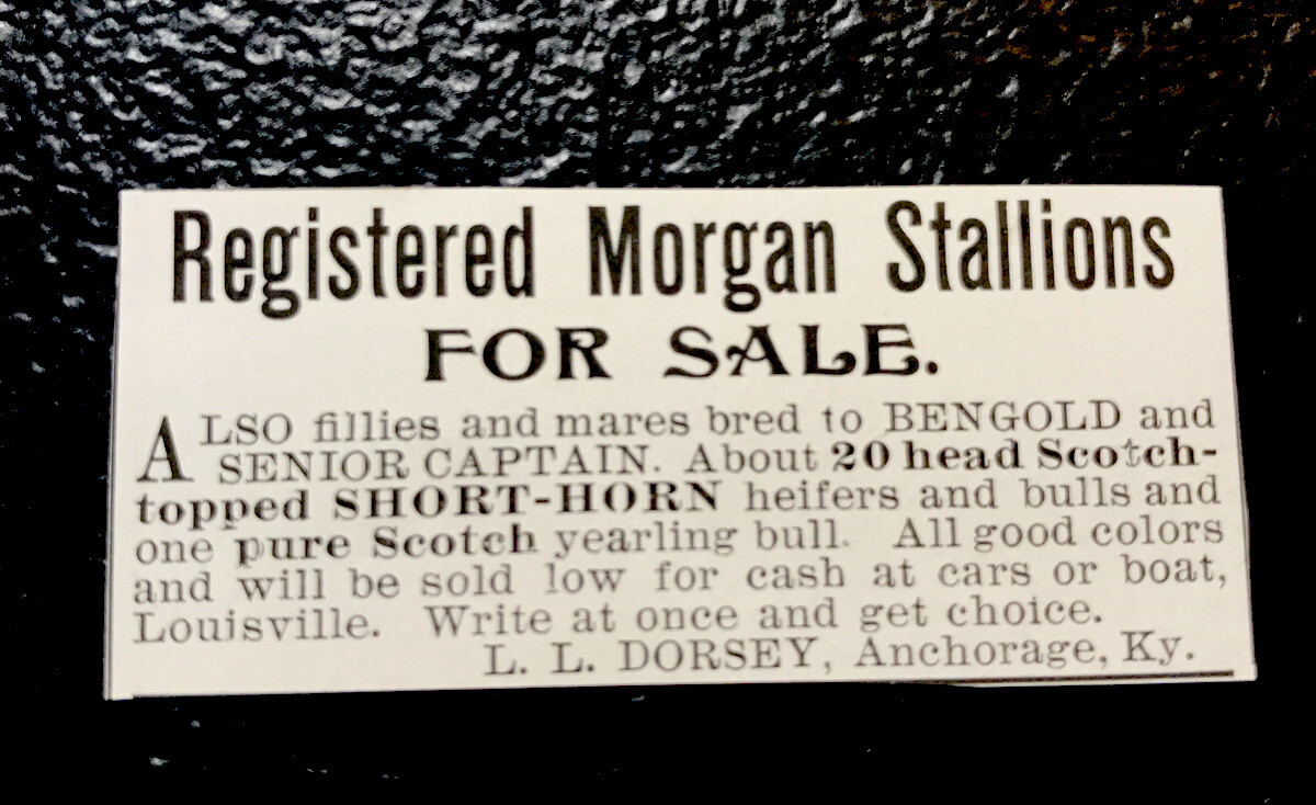 1903 Dorsey Horse Advertising – Lafayette – Indiana – Anchorage – Kentucky Farm