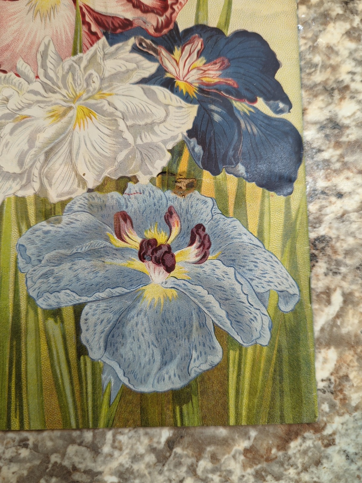 1910 The Woman Florist, Miss Ella V Baines Spring Illustrated Catalogue