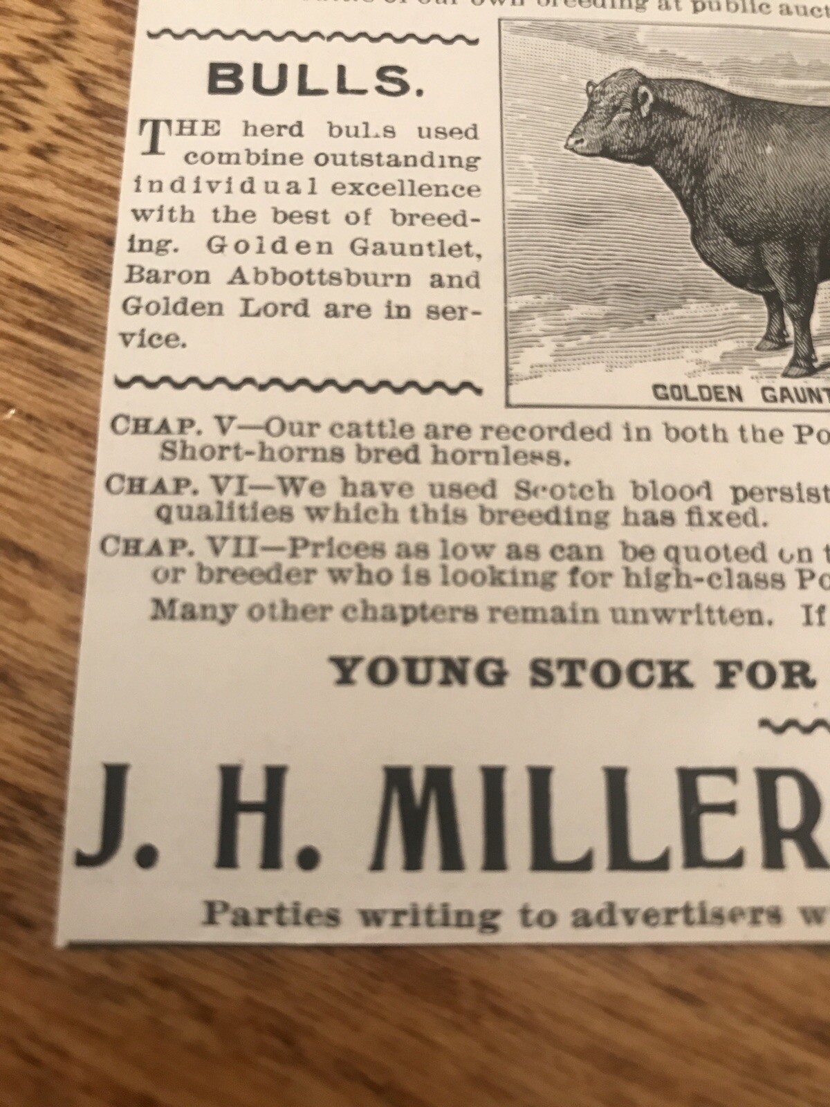 1903 J.H. Miller Cattle Cow Advertising – Peru – Indiana