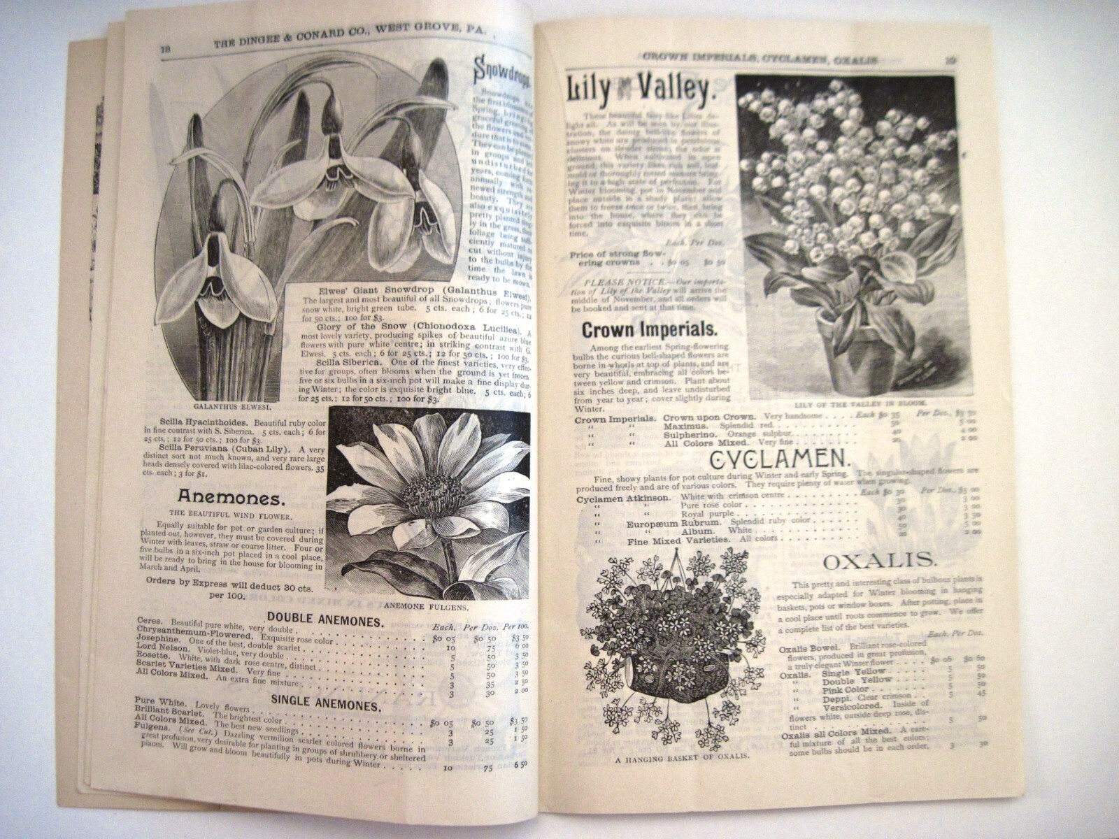 1889 Catalog “New Autumn Guide” for Holland Bulbs, Roses & Lilies & Seeds *