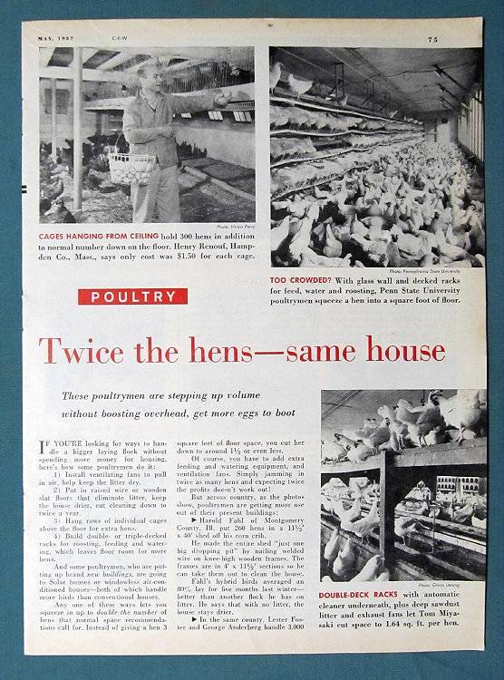 Orig 1957 Article/ Poultry Ad Photo featuring Henry Renouf of Hamden Cty Mass