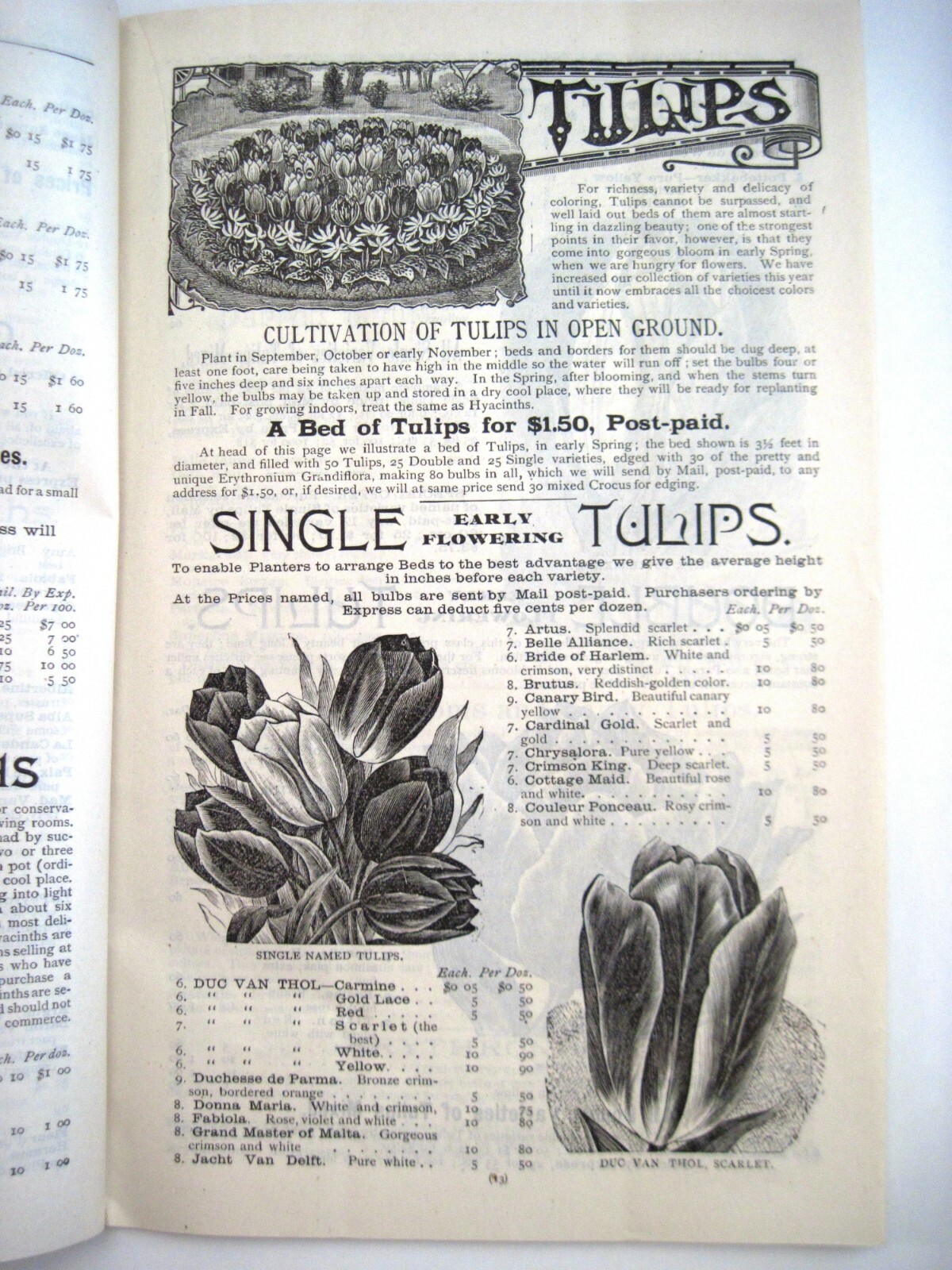 1889 Catalog “New Autumn Guide” for Holland Bulbs, Roses & Lilies & Seeds *