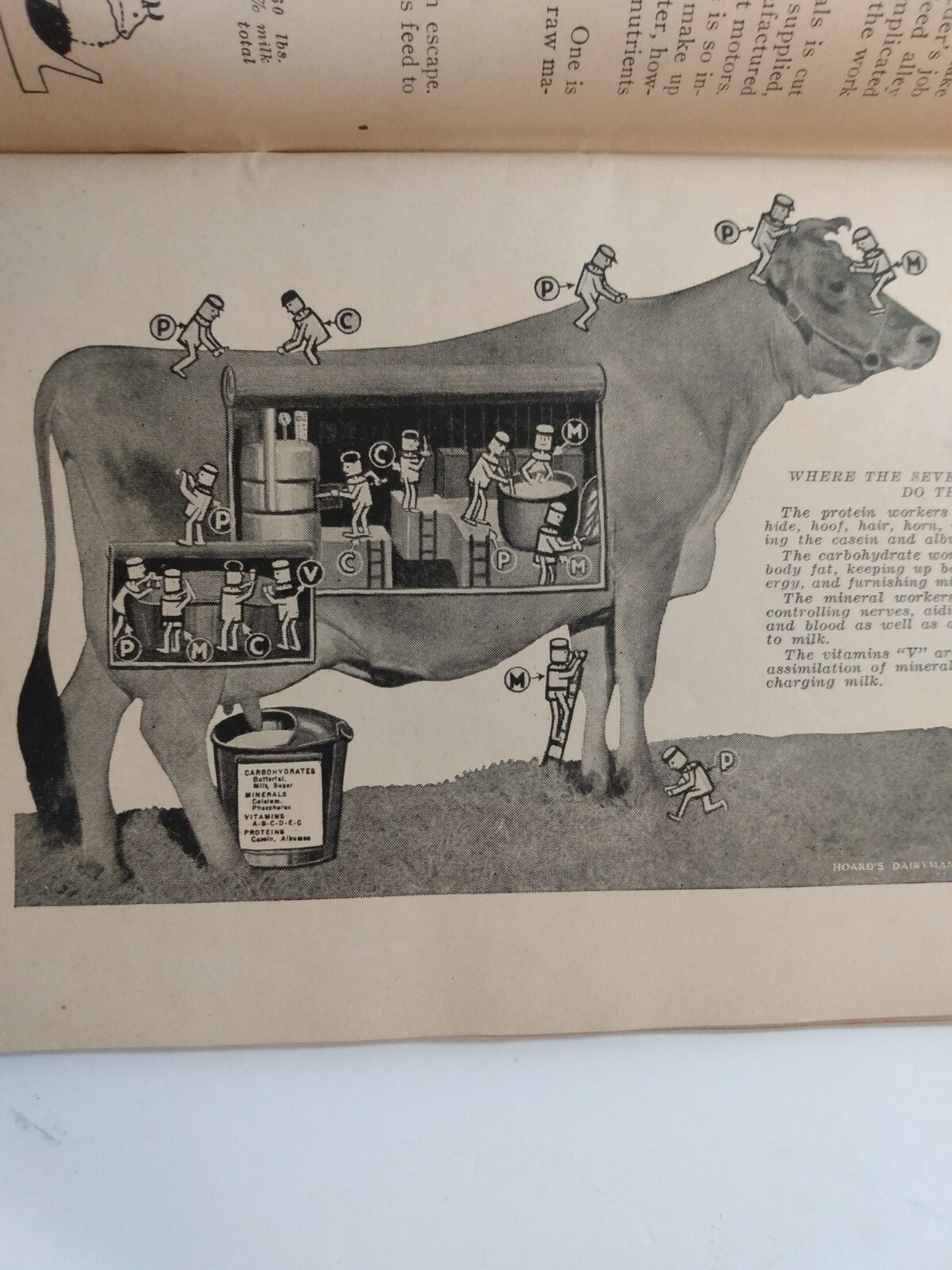 1937 THE HOARD’S DAIRYMAN FEED GUIDE Cattle Poultry Horses Swine Farming