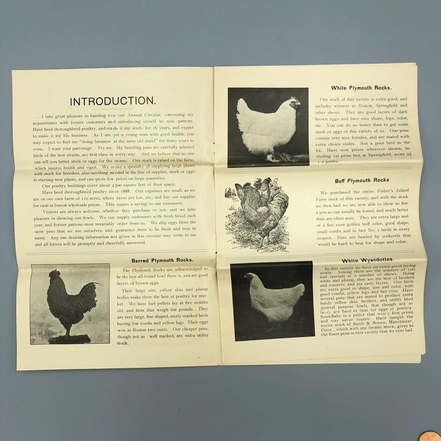 1904 Scantic POULTRY FARM Leghorns CHICKEN RI Red Antique Advertising HAMPDEN MA