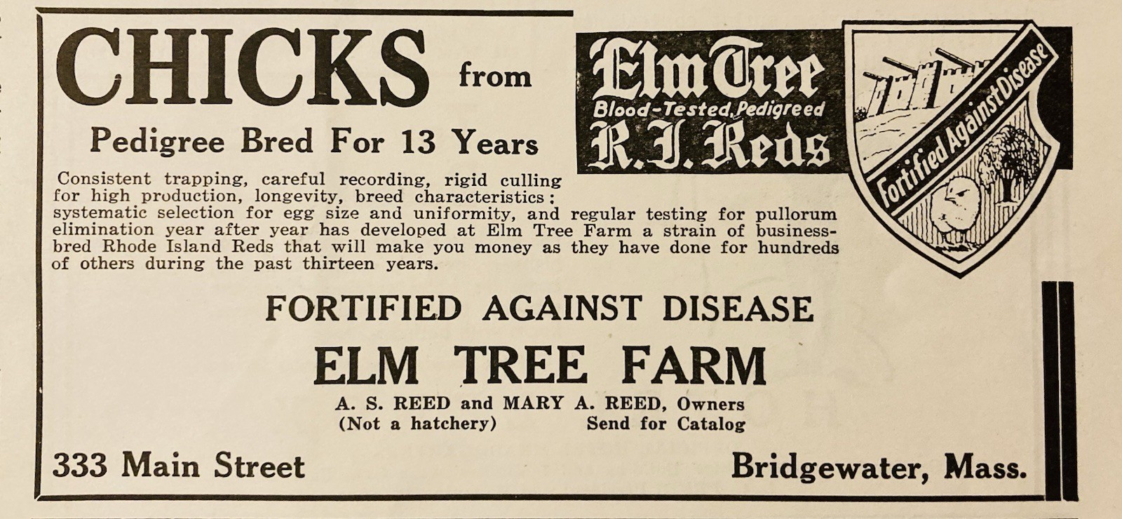 1934 AD.(XH82)~ELM TREE FARM, MAIN ST. BRIDGEWATER, MASS. R.I. RED CHICKS