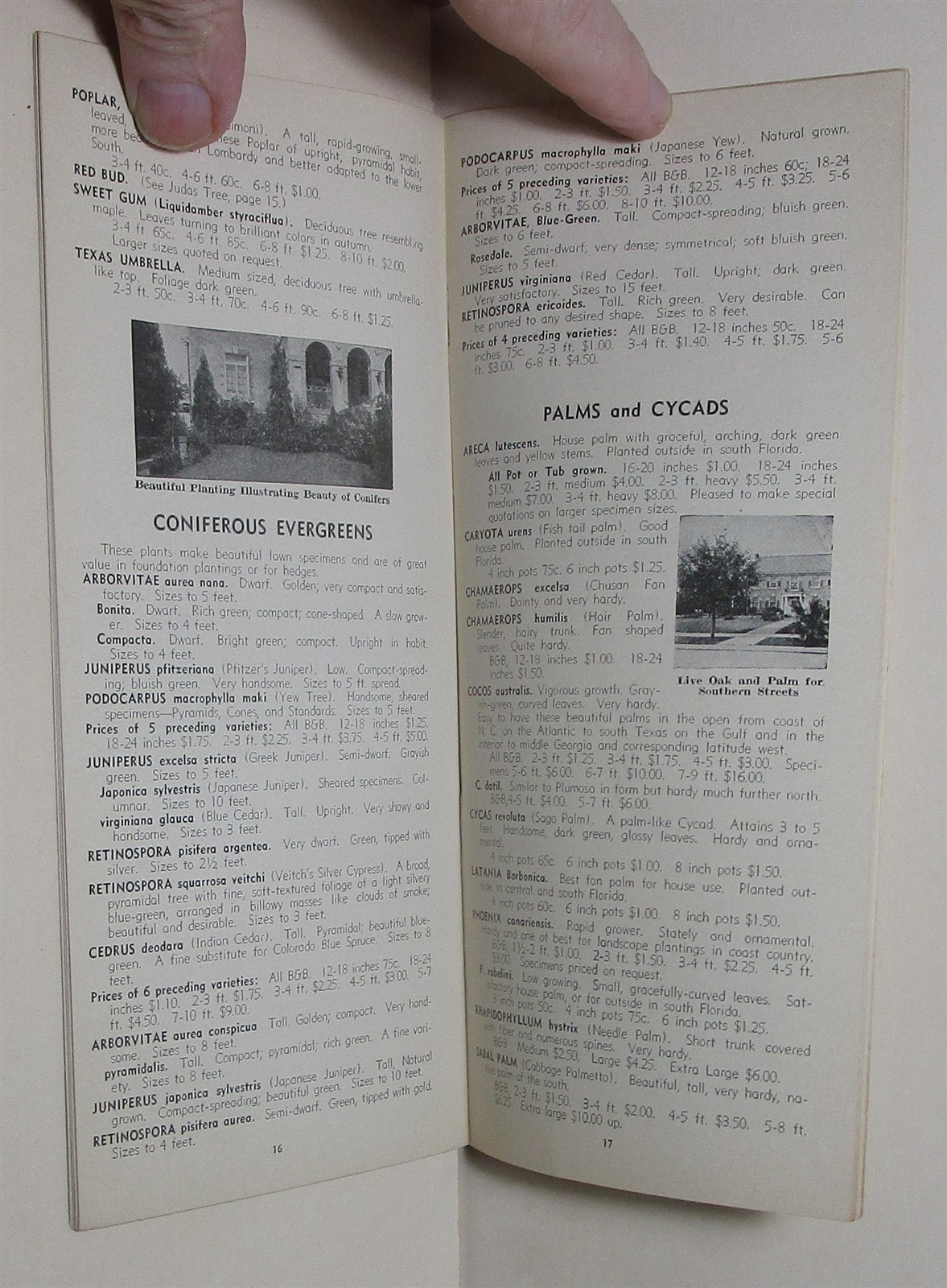 1936 Griffing’s Nurseries tree & plant buyer’s guide, Glen Saint Mary Florida