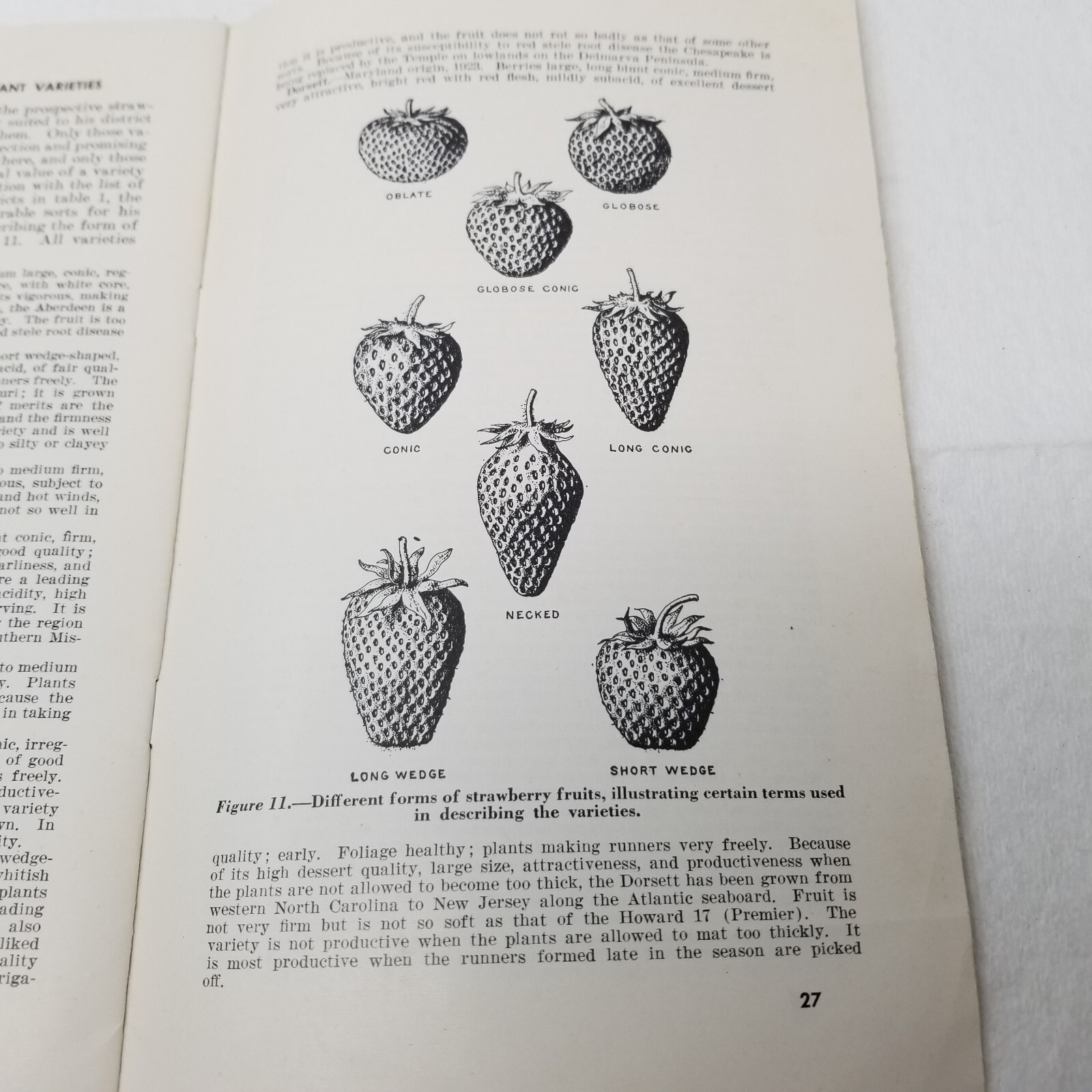 Strawberry Varieties USA 1948 Farmers’ Bulletin Booklet 1043 USDA Photos Charts