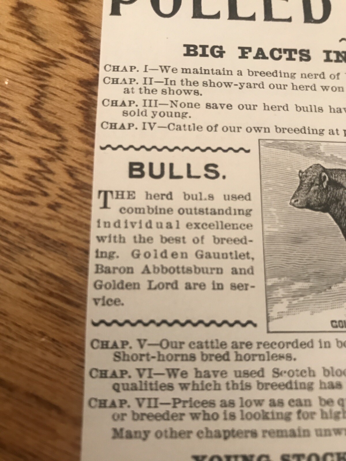1903 J.H. Miller Cattle Cow Advertising – Peru – Indiana