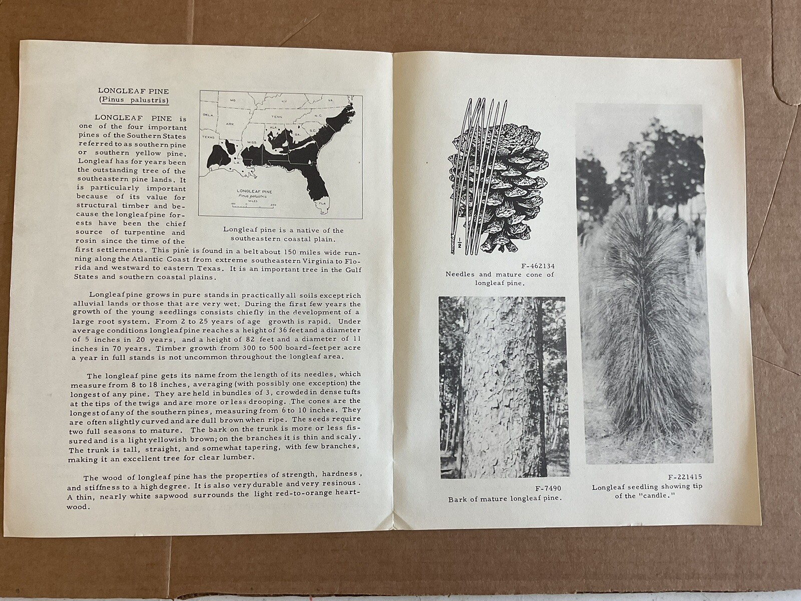 USA DEPT OF AGRICULTURE USEFUL TREES Long LEAF PINE Information Brochure B10