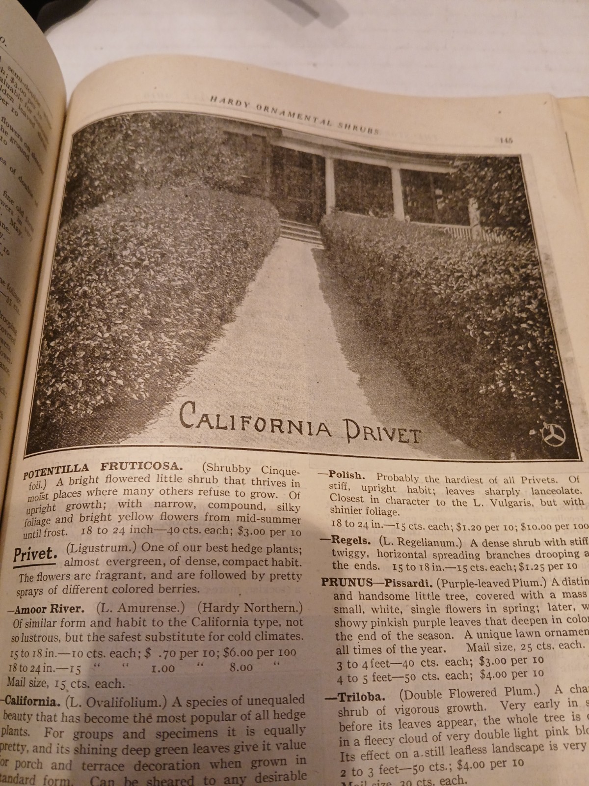 THE STORRS & HARRISON CO. SPRING 1918 FLOWER/PLANT CATALOG PAINESVILLE OHIO.