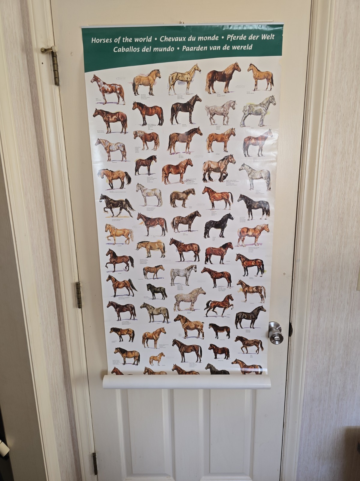 Vintage Intervet Horses of the World Poster Original 5×2 Foot Veterinary Promo