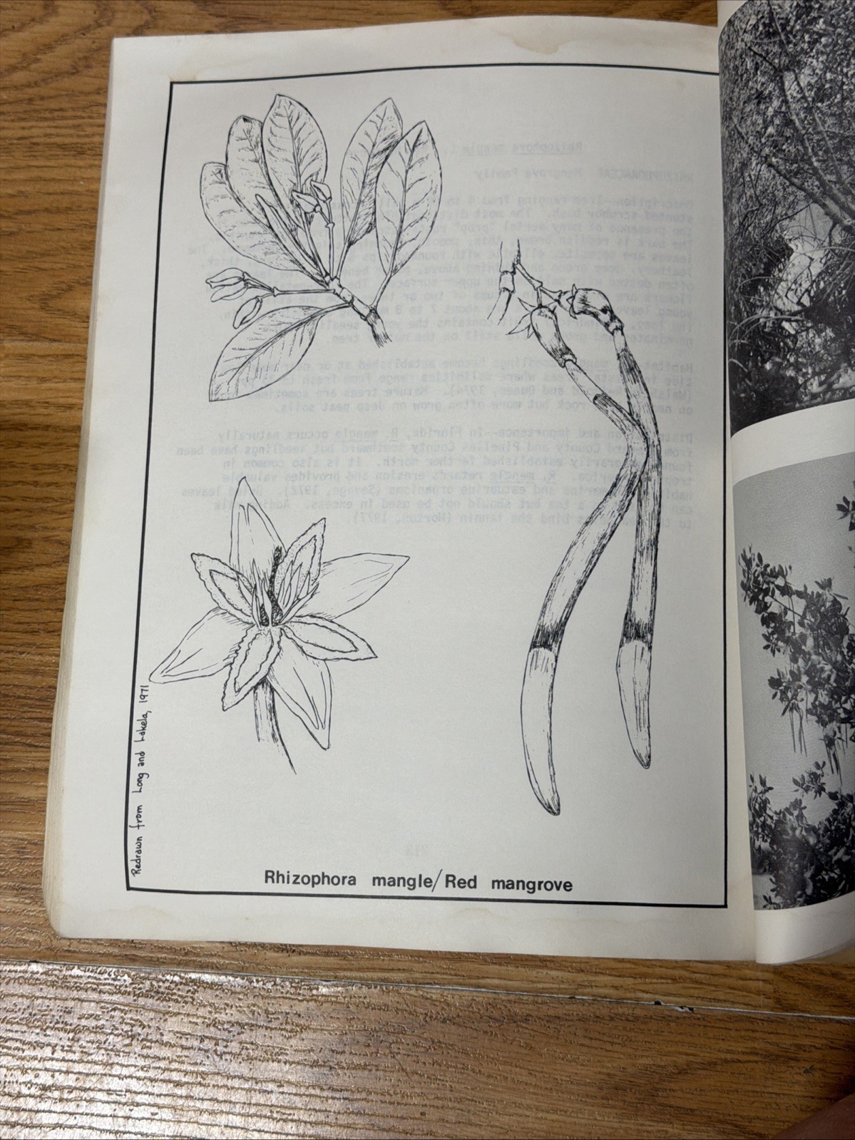 1979 State Of FL Dept Of Environmental Regulation Guide To Wetland Plants Manual