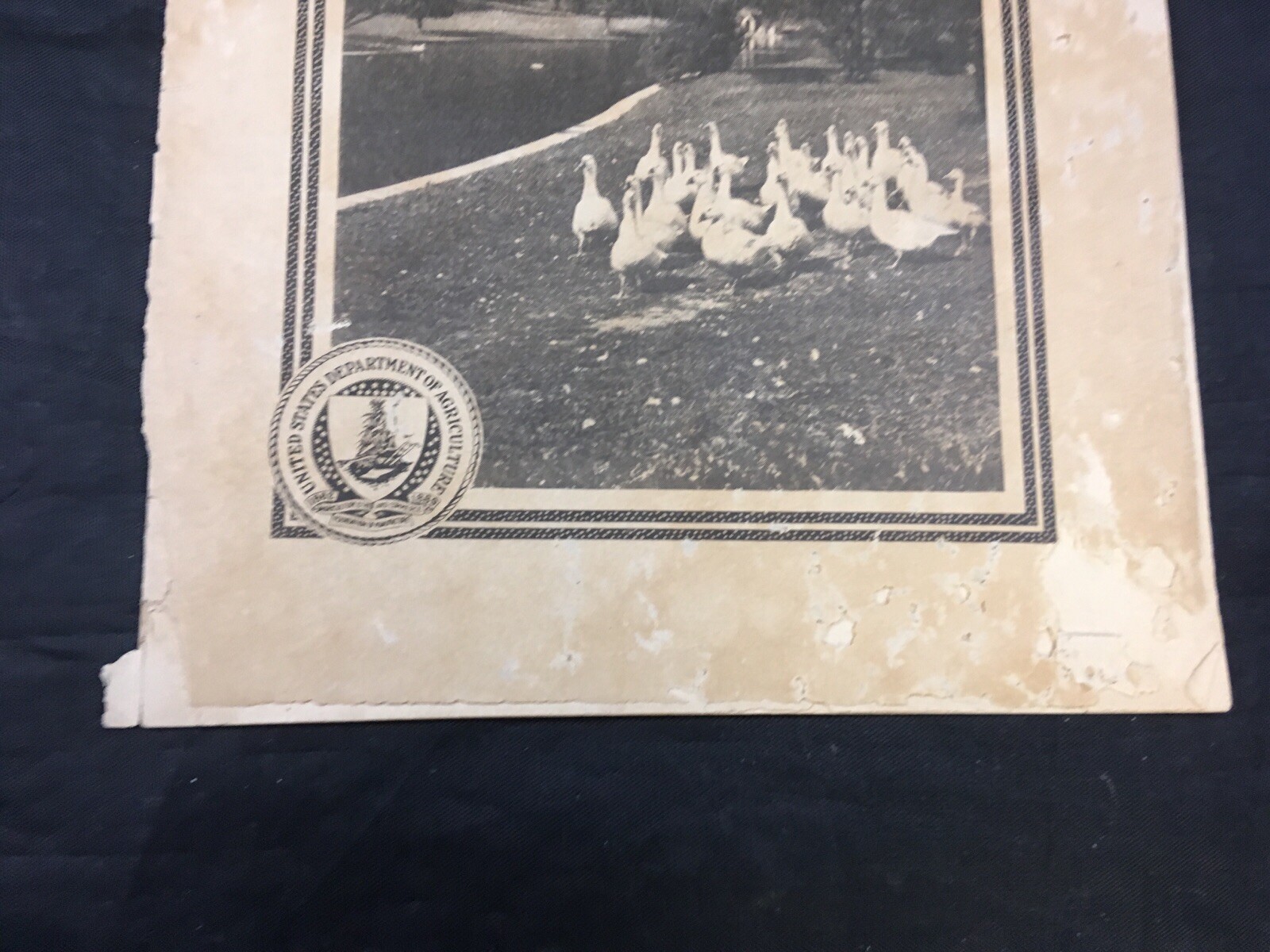 Goose Raising US Department of Agriculture Farmers Bulletin 767