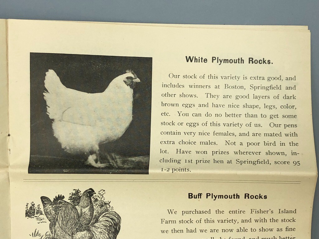 1904 Scantic POULTRY FARM Leghorns CHICKEN RI Red Antique Advertising HAMPDEN MA
