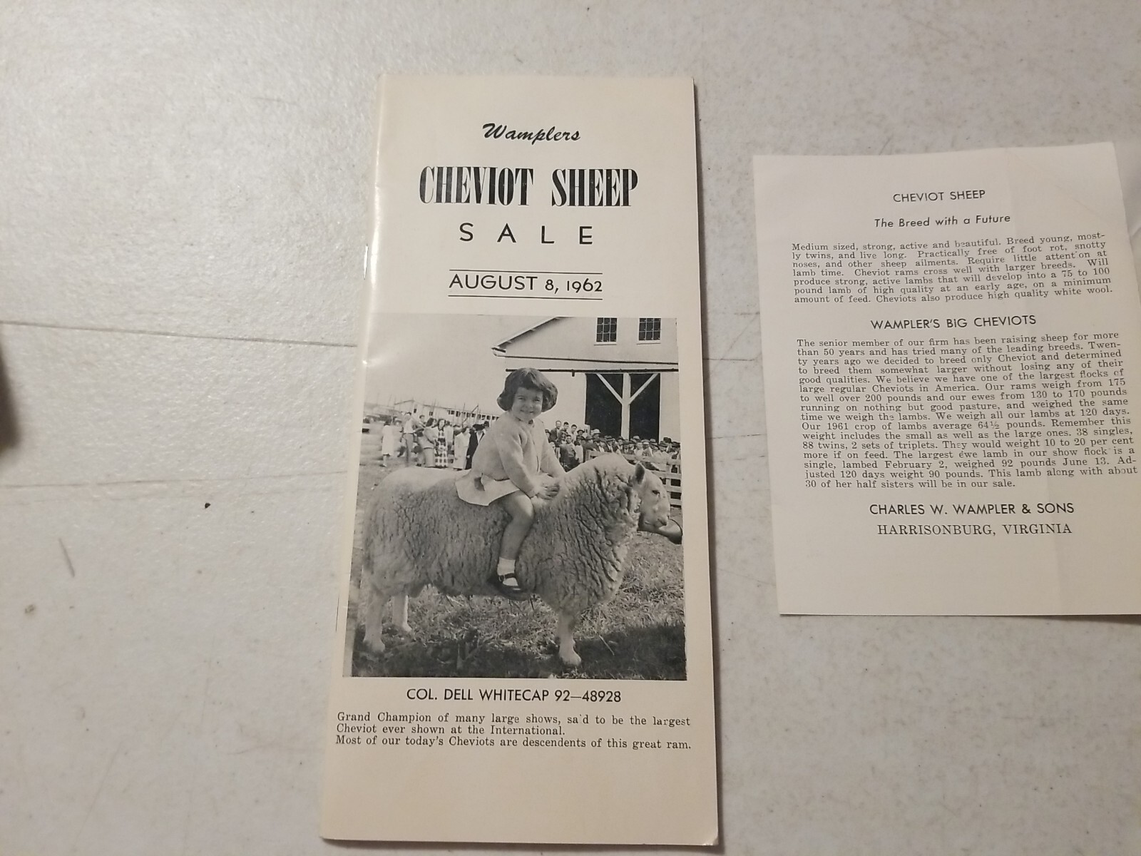 Vintage 1962 Wampler’s Cheviot Sheep Sale Catalog & Flyer. Harrisonburg, VA