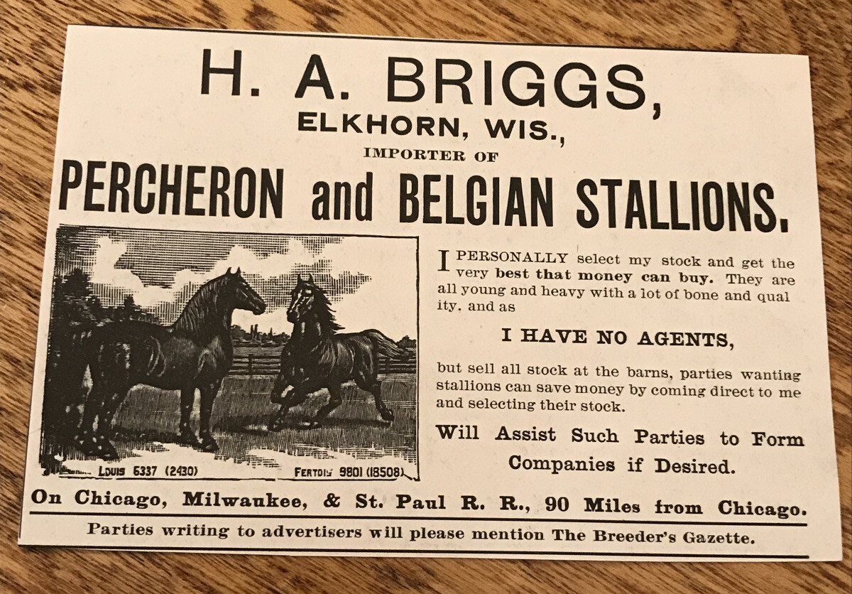 1903 H.A. Briggs Stallions Horse Advertising – Elkhorn – Wisconsin