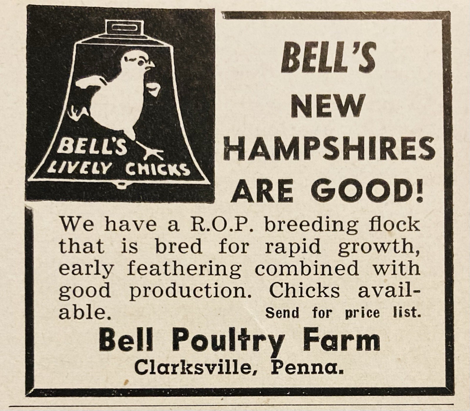 1949 AD.(XH86)~BELL POULTRY FARM, CLARKSVILLE, PA. BELL’S NEW HAMPSHIRE CHICKS