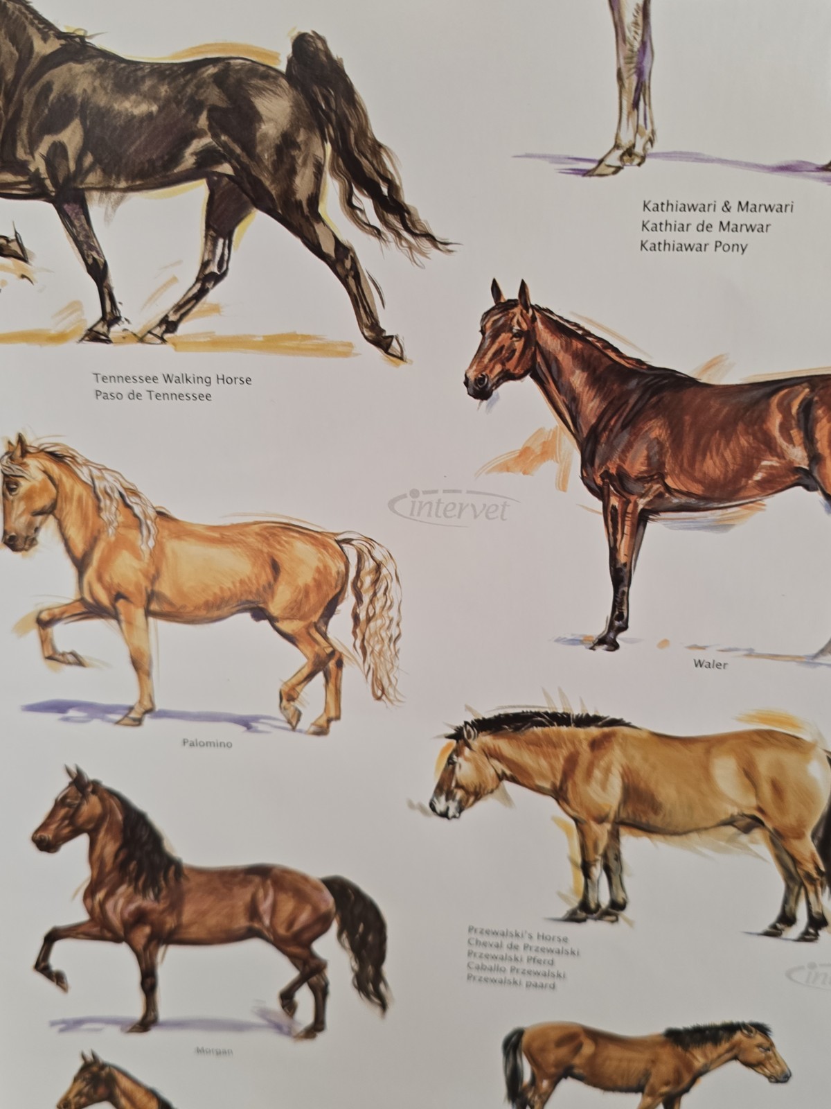 Vintage Intervet Horses of the World Poster Original 5×2 Foot Veterinary Promo