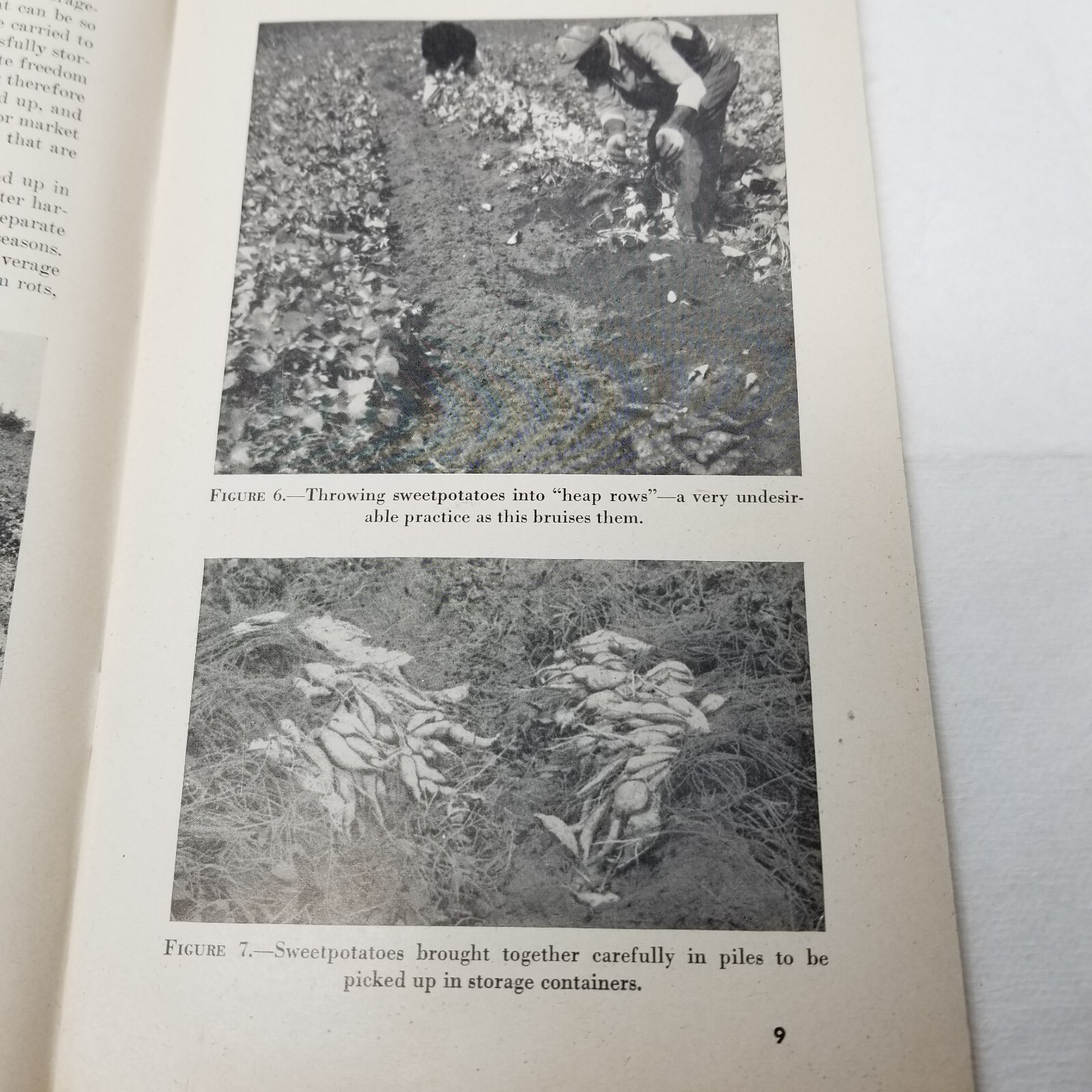 Storage of Sweet Potatoes 1948 Farmers’ Bulletin Booklet 1442 USDA Photos Charts