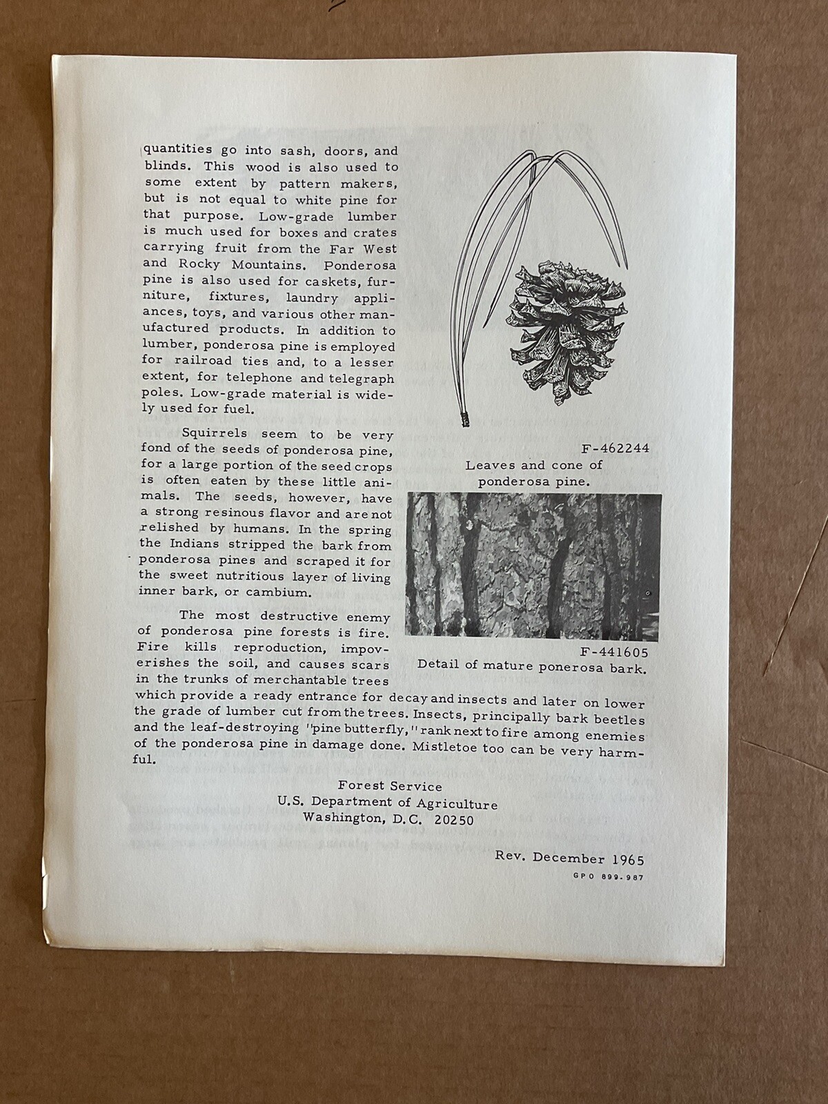 USA DEPT OF AGRICULTURE USEFUL TREES PONDEROSA PINE Information Brochure B10