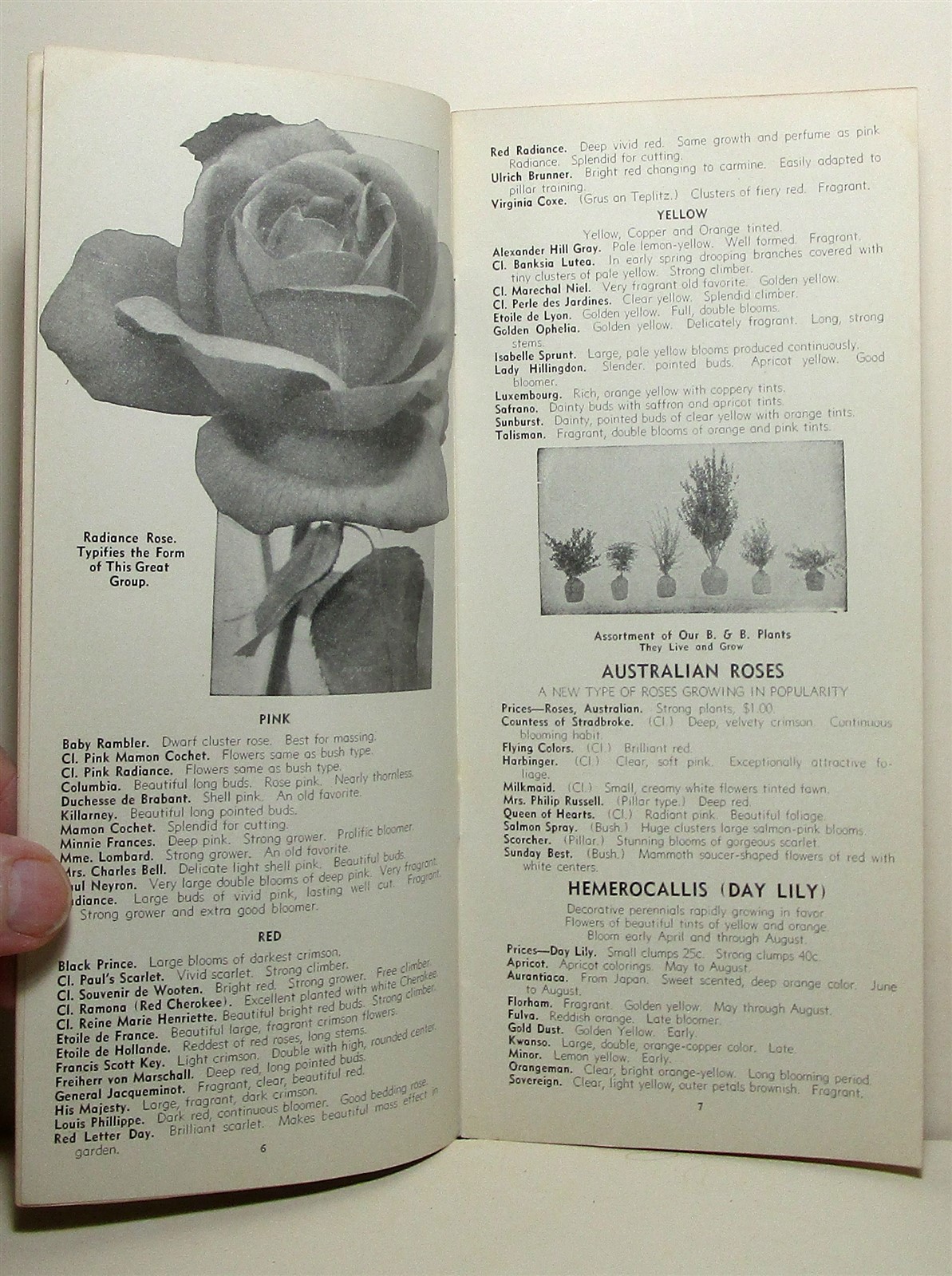 1936 Griffing’s Nurseries tree & plant buyer’s guide, Glen Saint Mary Florida