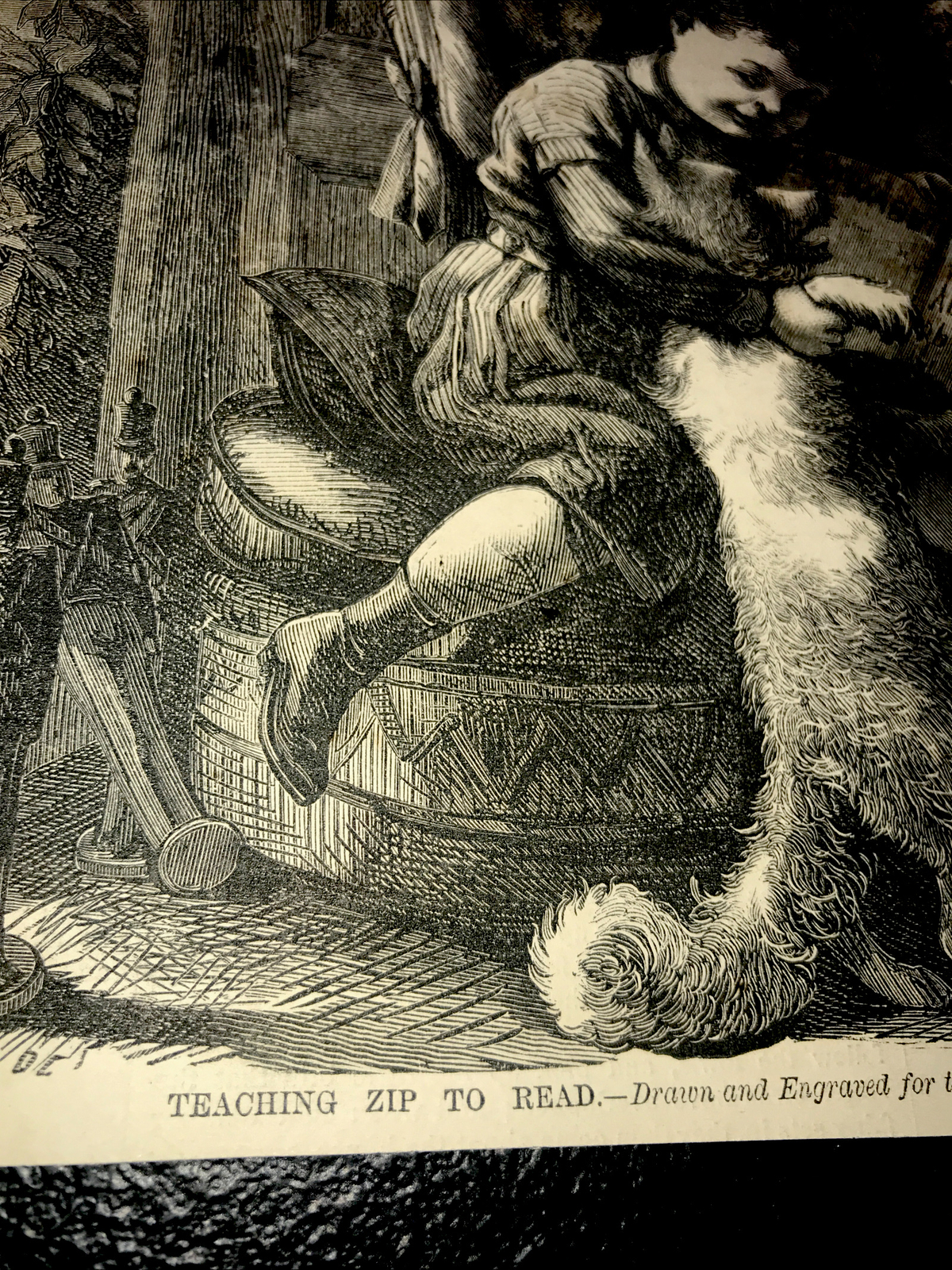 ORIGINAL 1872 TEACHING ZIP TO READ Engraving Advertising Dog Cat