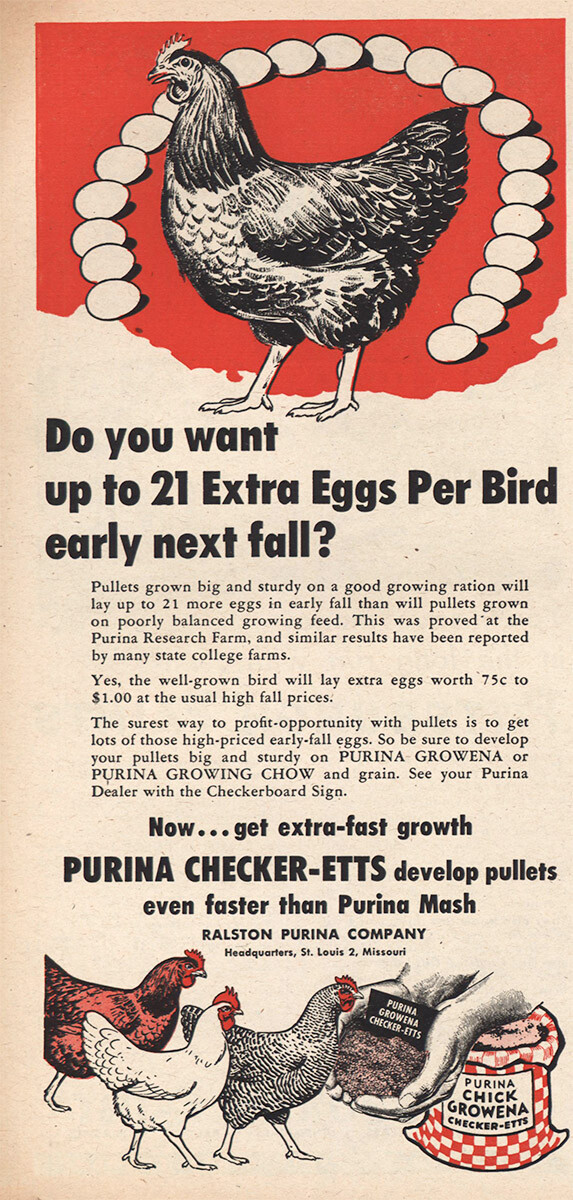 1949 Purina Checker Etts: Eggs Per Bird Vintage Print Ad