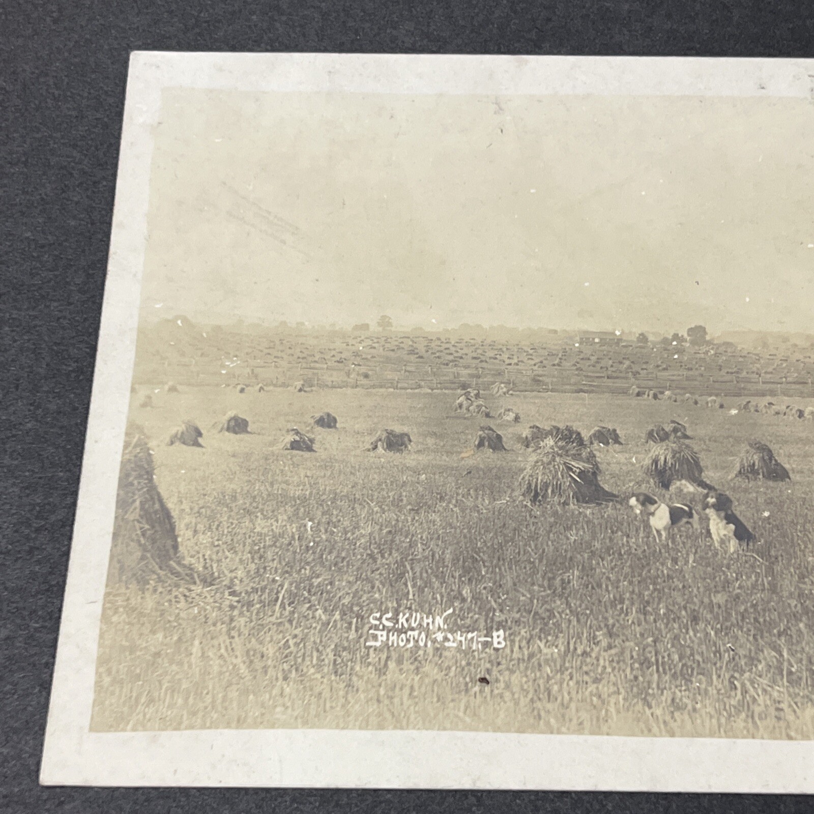 Vintage 1800s Farming Farm Implement Photograph Hayfields & Dogs