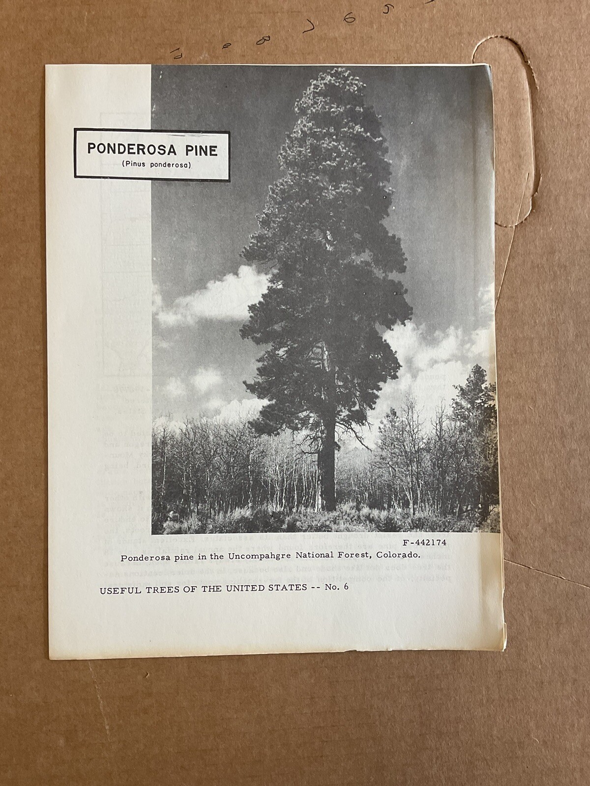 USA DEPT OF AGRICULTURE USEFUL TREES PONDEROSA PINE Information Brochure B10