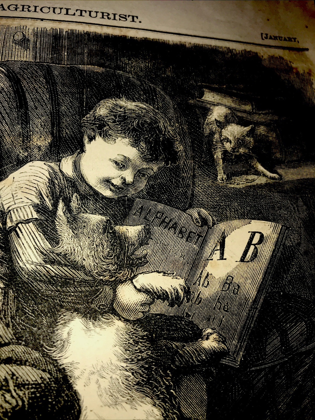 ORIGINAL 1872 TEACHING ZIP TO READ Engraving Advertising Dog Cat