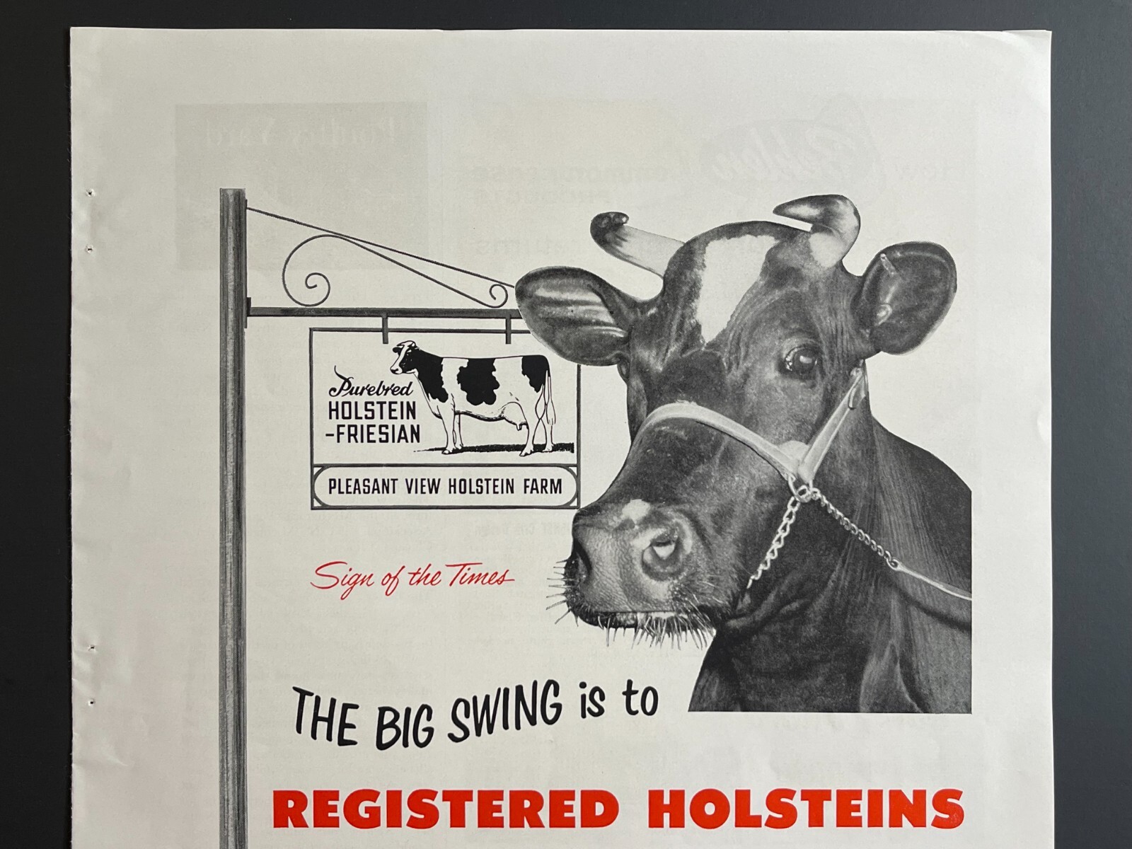 1950s “Milk” Registered Holsteins -Original Print Advertisement (9.5in x 13in)