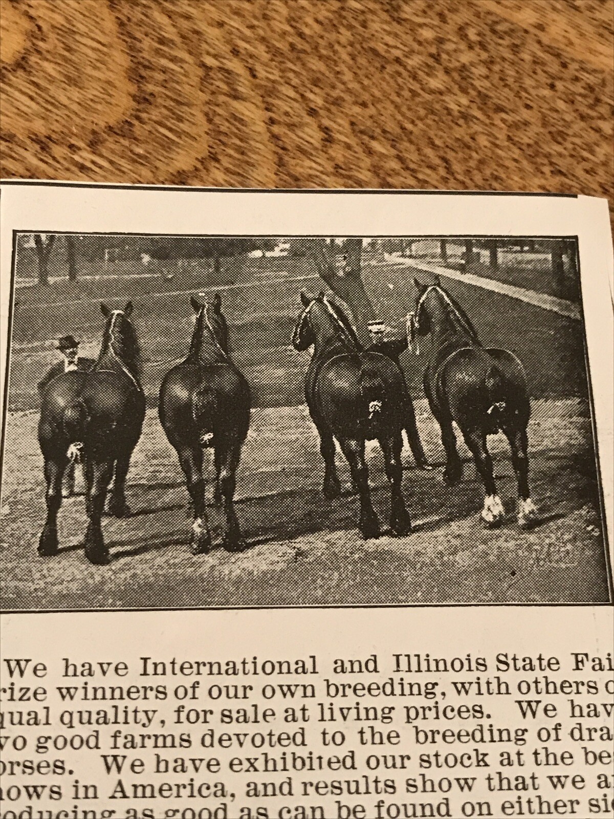 1903 Prichard & Hodgson Horse Advertising – Ottawa – Illinois
