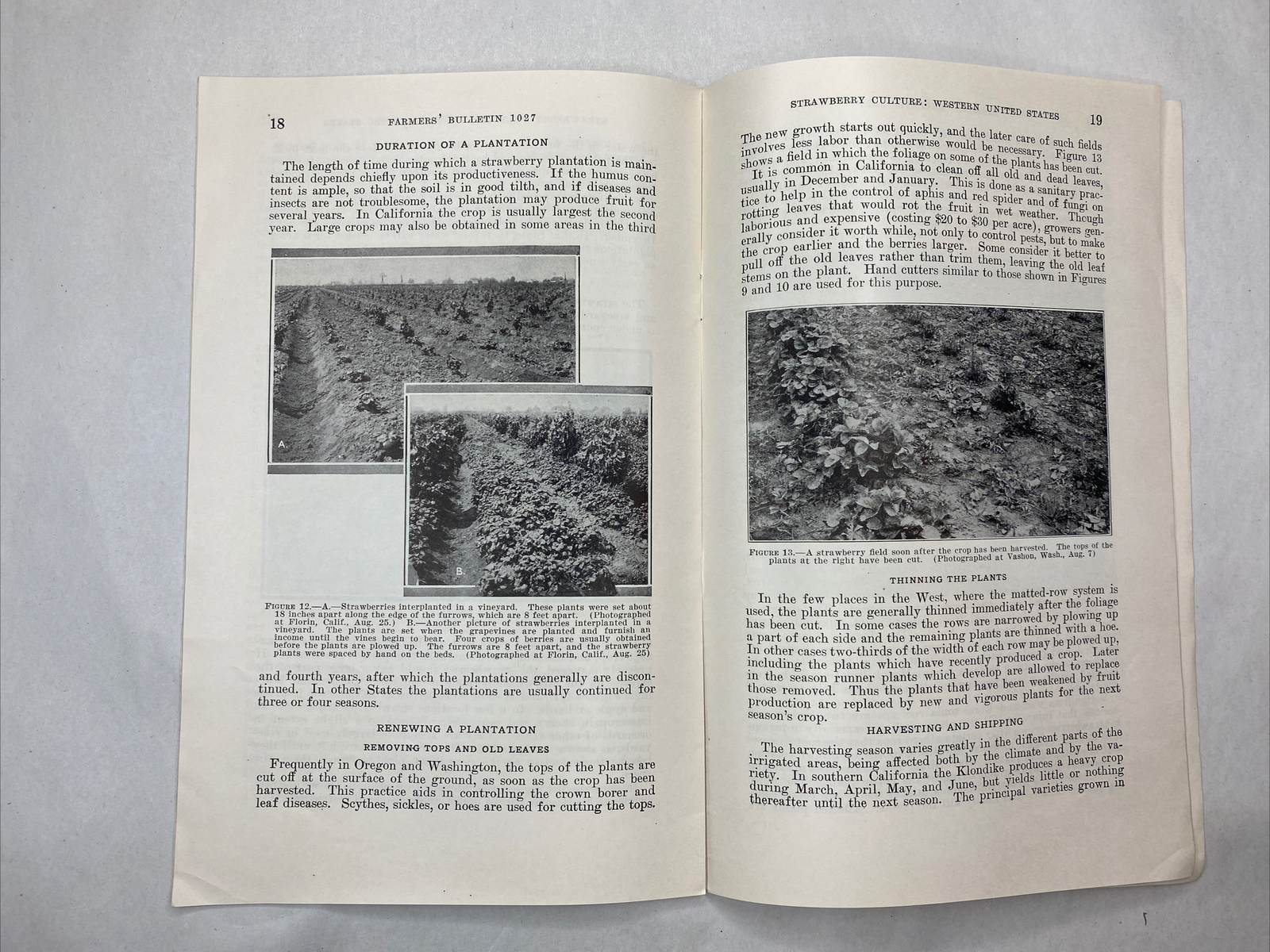 1936 USDA Farmers’ Bulletin No. 1027 Strawberry culture western united states