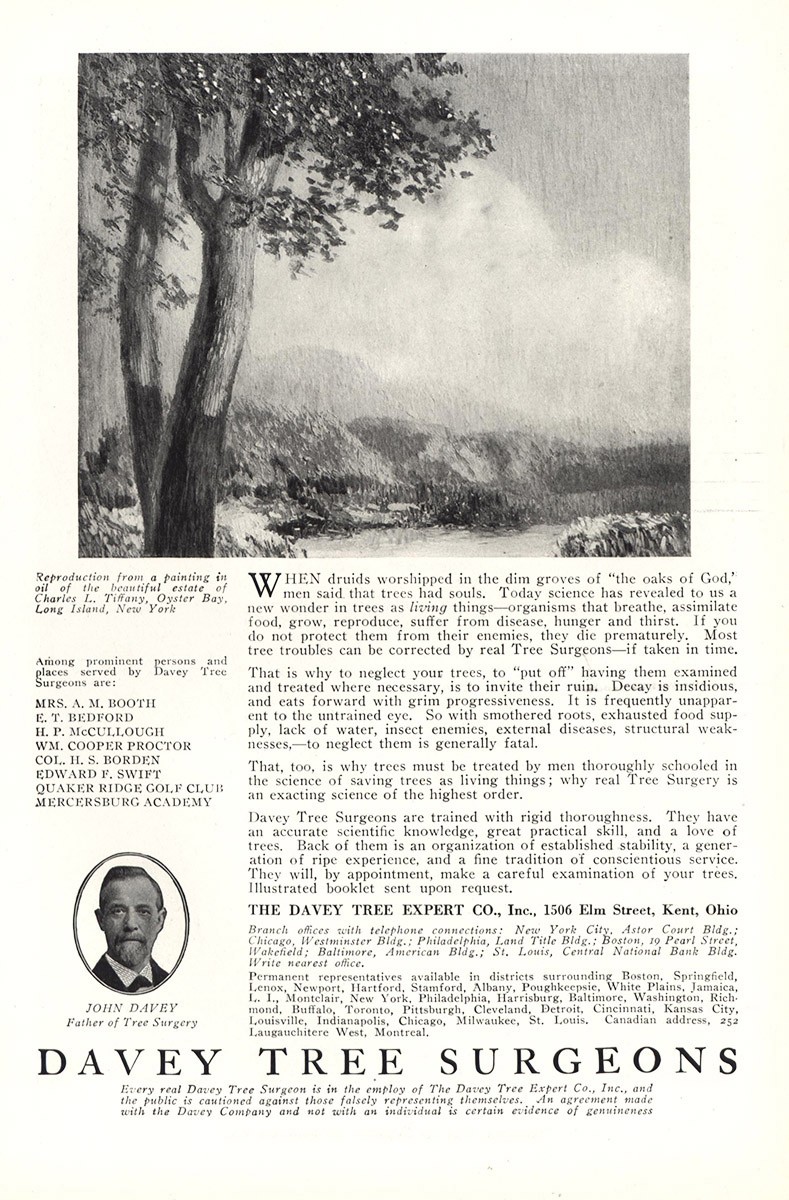 1921 Davey Tree Surgeons: Oaks of God Vintage Print Ad