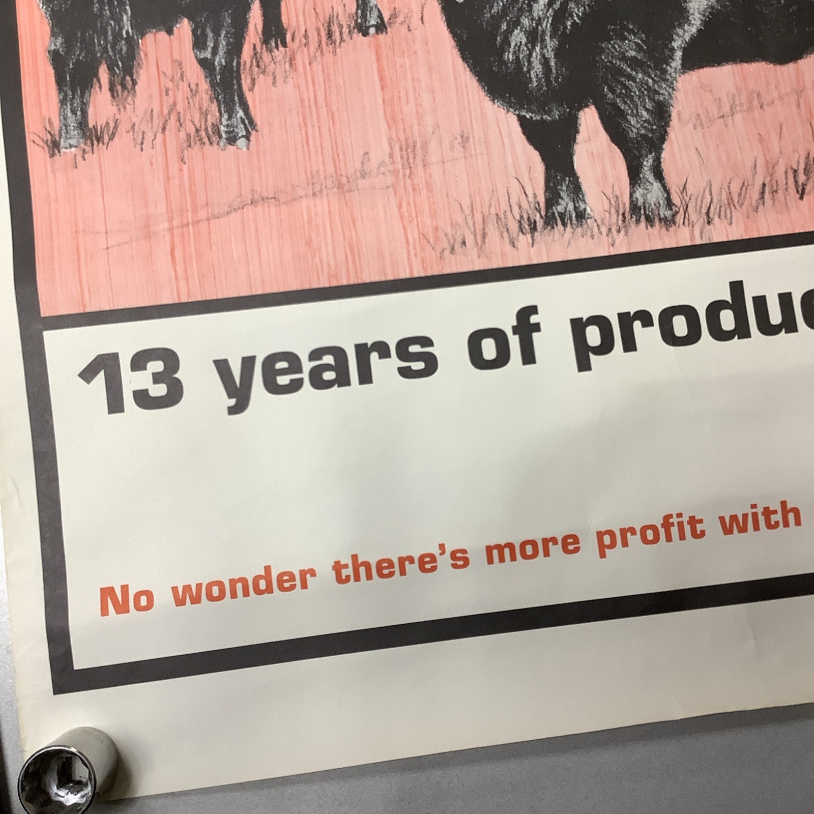 Vintage Angus Cattle Advertising Poster 1950’s 60’s ? Nice Graphics