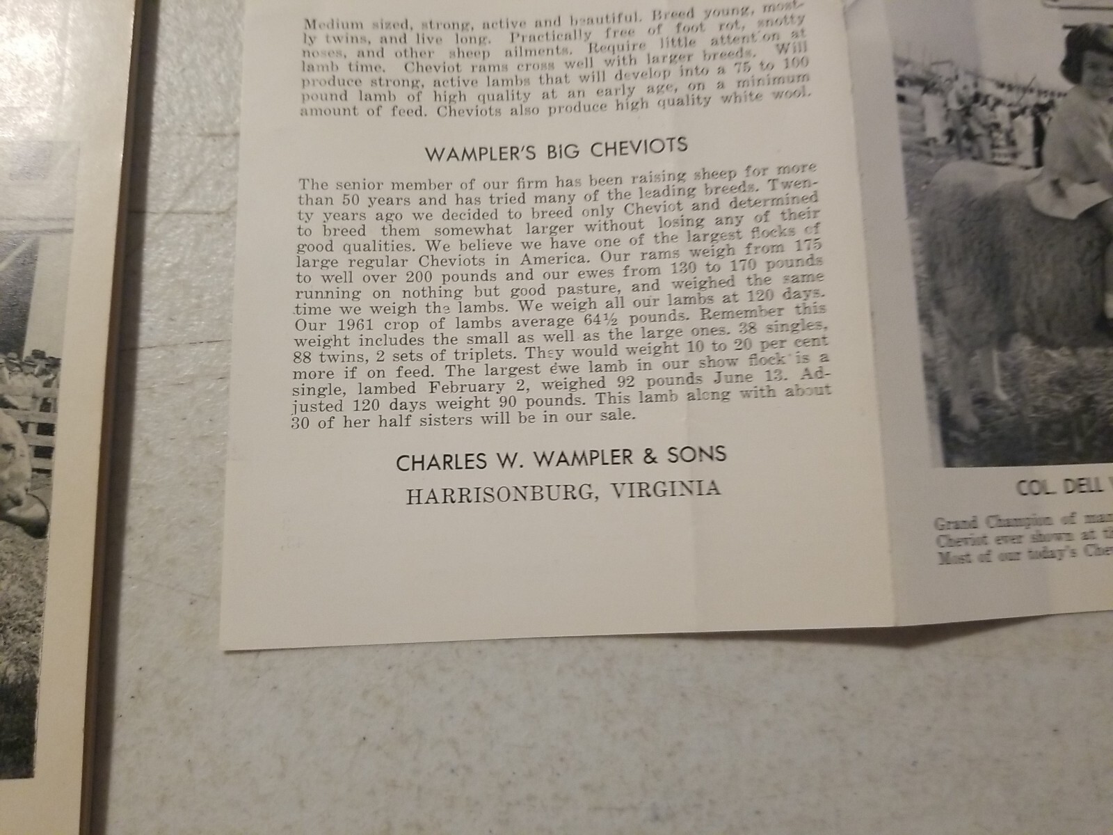 Vintage 1962 Wampler’s Cheviot Sheep Sale Catalog & Flyer. Harrisonburg, VA