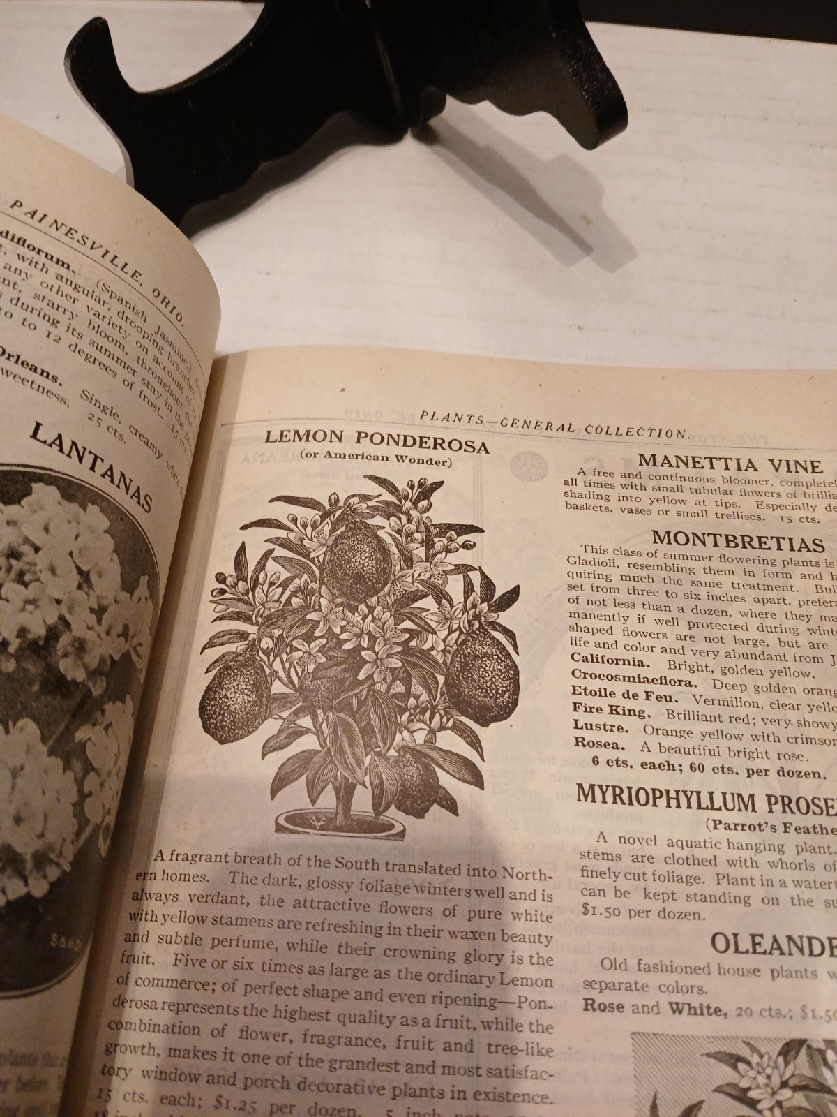 THE STORRS & HARRISON CO. SPRING 1918 FLOWER/PLANT CATALOG PAINESVILLE OHIO.