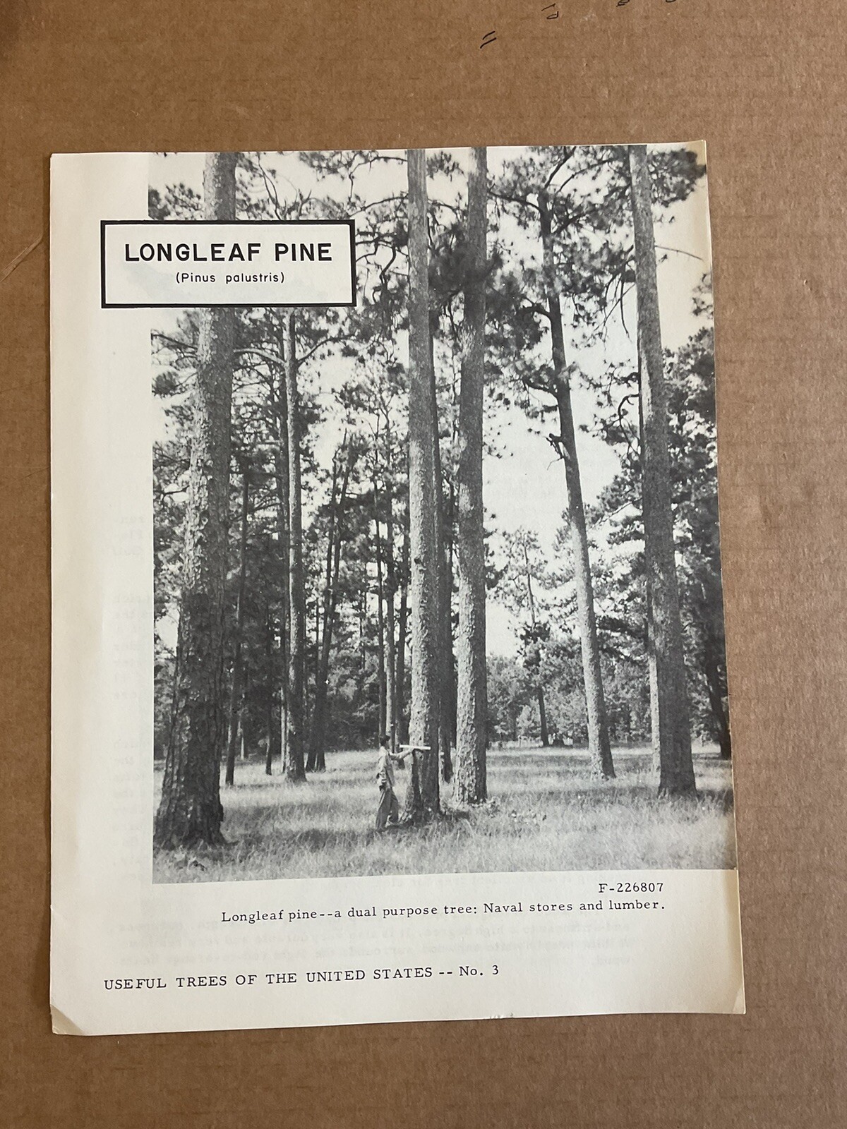 USA DEPT OF AGRICULTURE USEFUL TREES Long LEAF PINE Information Brochure B10