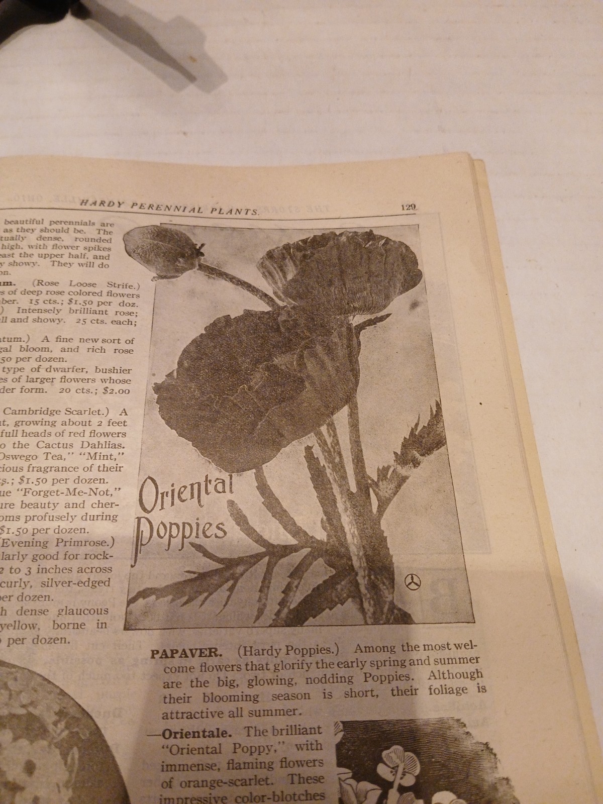 THE STORRS & HARRISON CO. SPRING 1918 FLOWER/PLANT CATALOG PAINESVILLE OHIO.