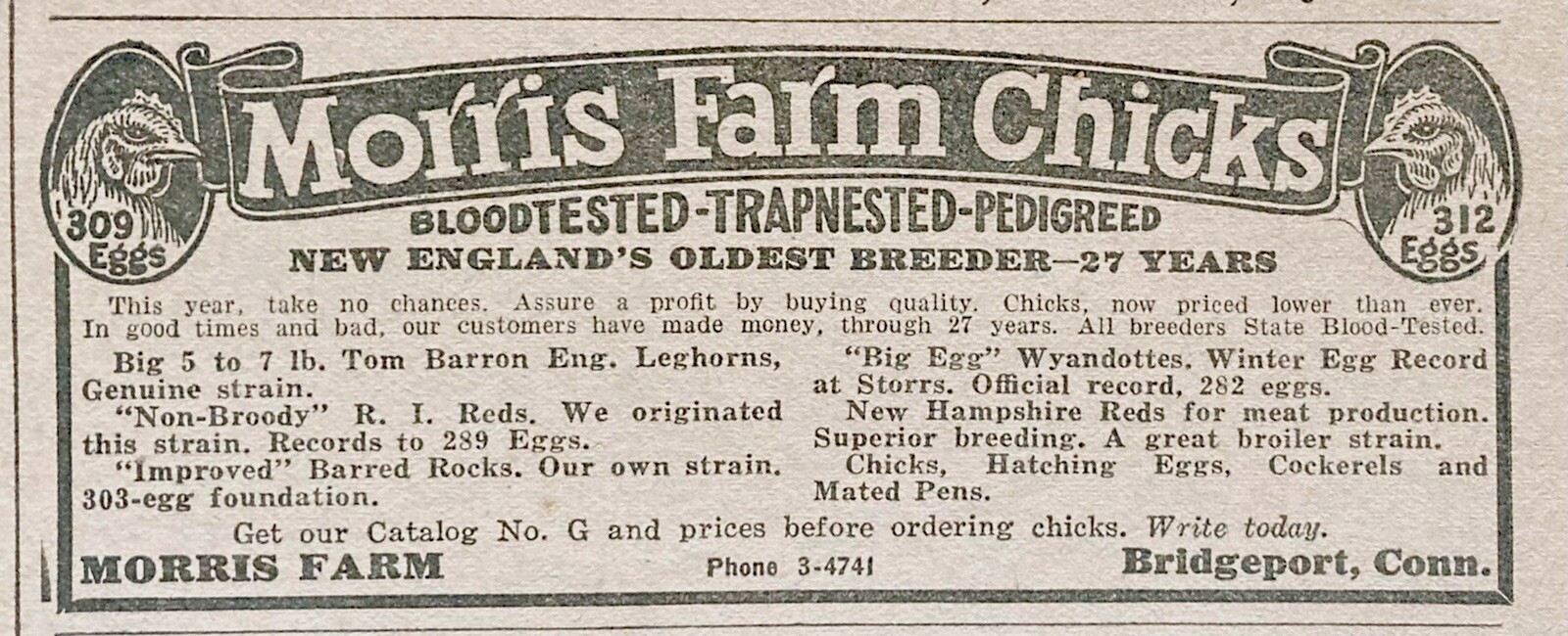 1926 AD(XH33)~MORRIS FARM, BRIDGEPORT, CONN. MORRIS FARM CHICKS