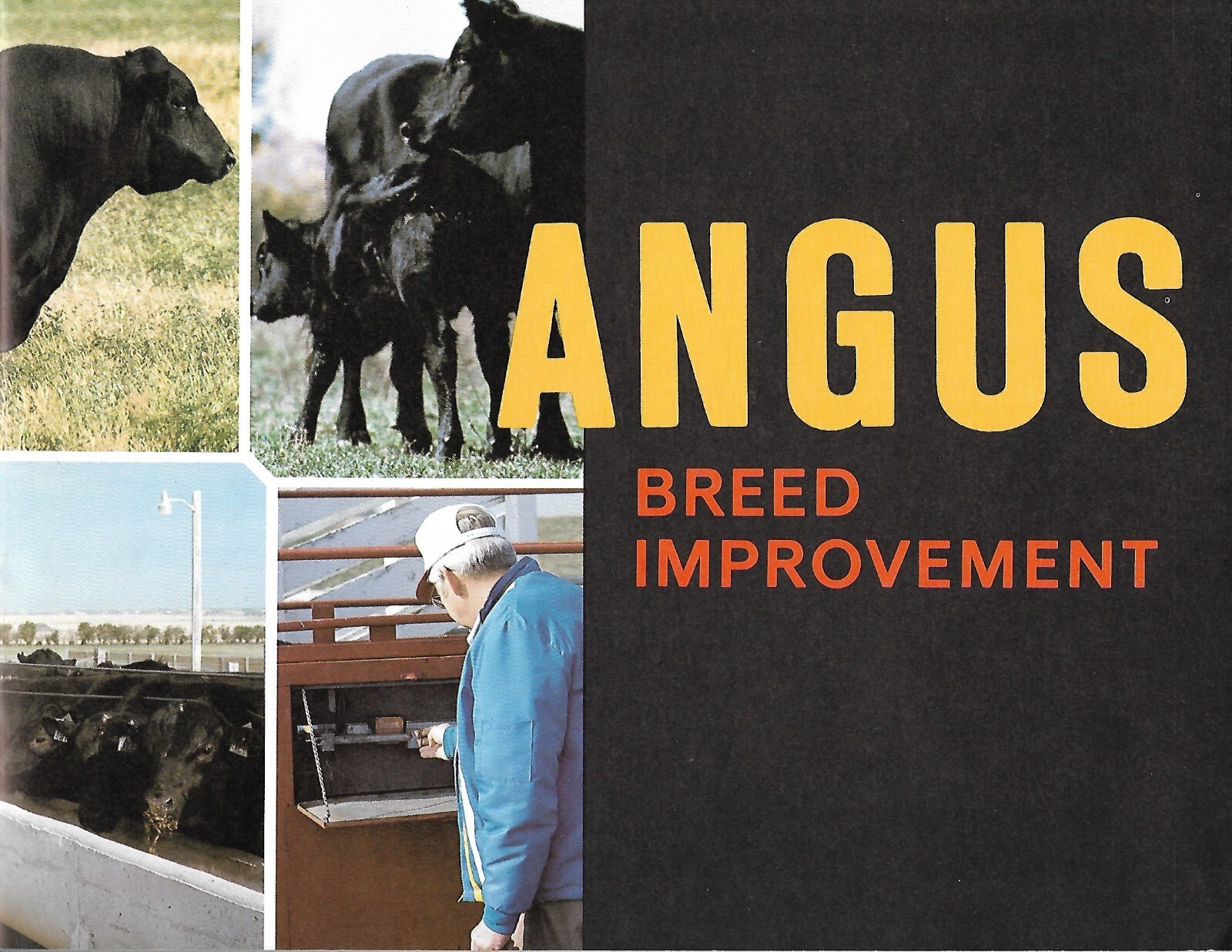 Farm Education Brochure – Angus – Breed Herd Improvement Program c1970’s (F8425)