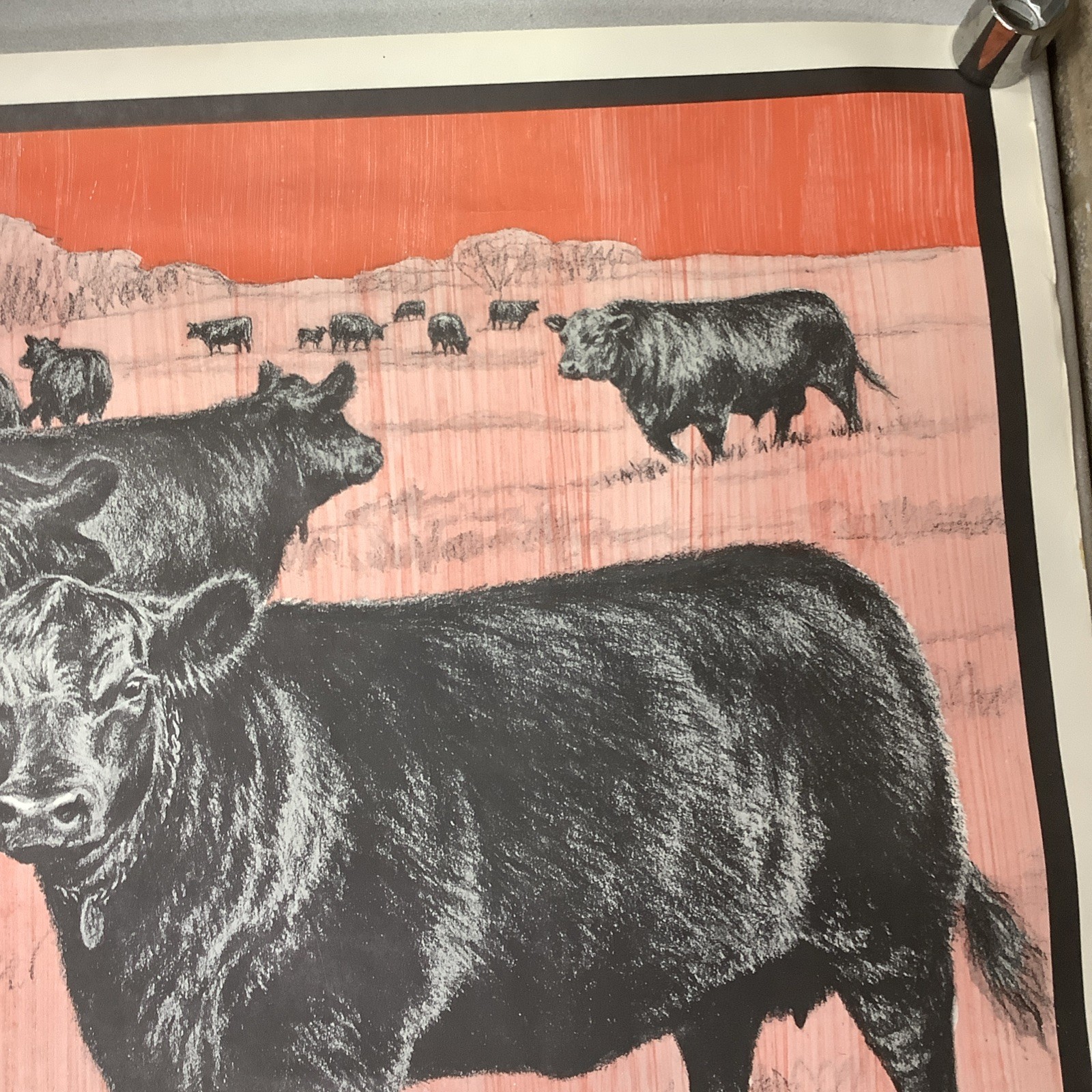 Vintage Angus Cattle Advertising Poster 1950’s 60’s ? Nice Graphics