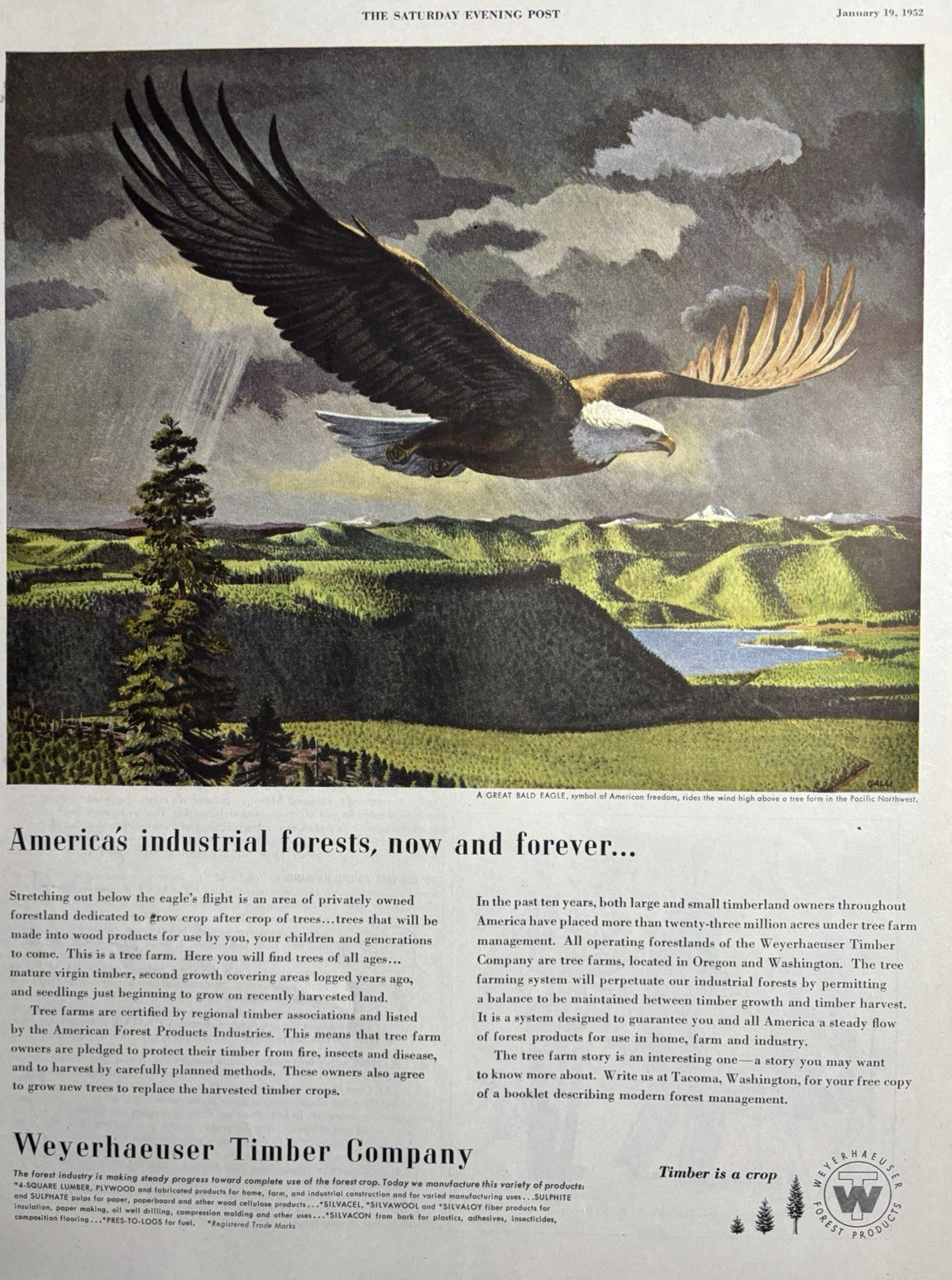 1952 Weyerhaeuser Timber Company Forests Bald Eagle Industrial Vintage Print Ad