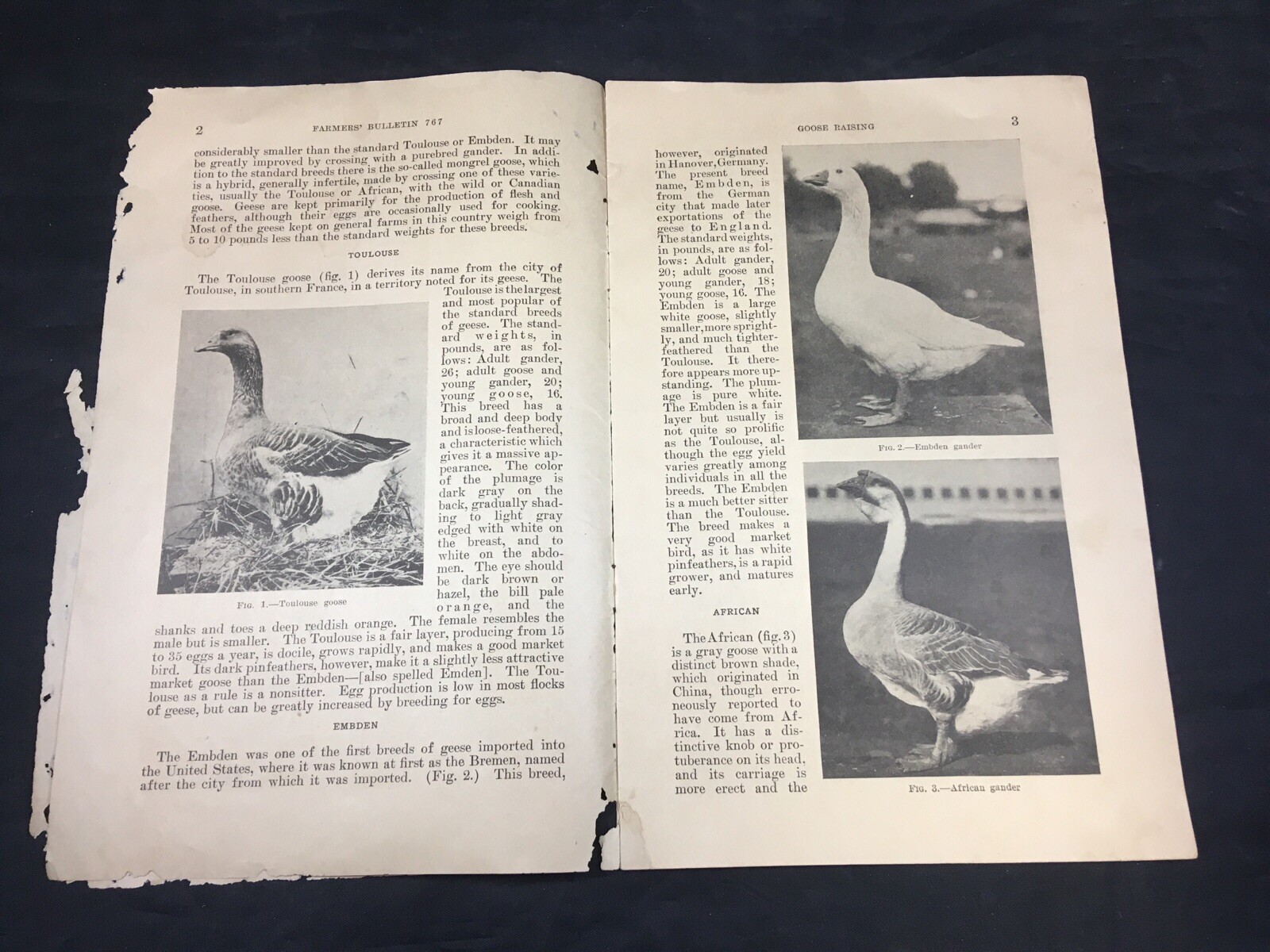 Goose Raising US Department of Agriculture Farmers Bulletin 767