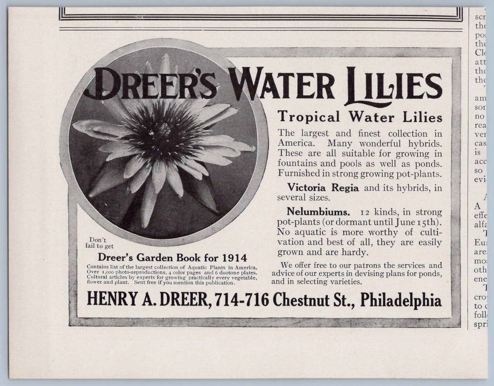 1914 Henry Dreer Water Lilies Vintage Ad Tropical Flowers Gardening Plants